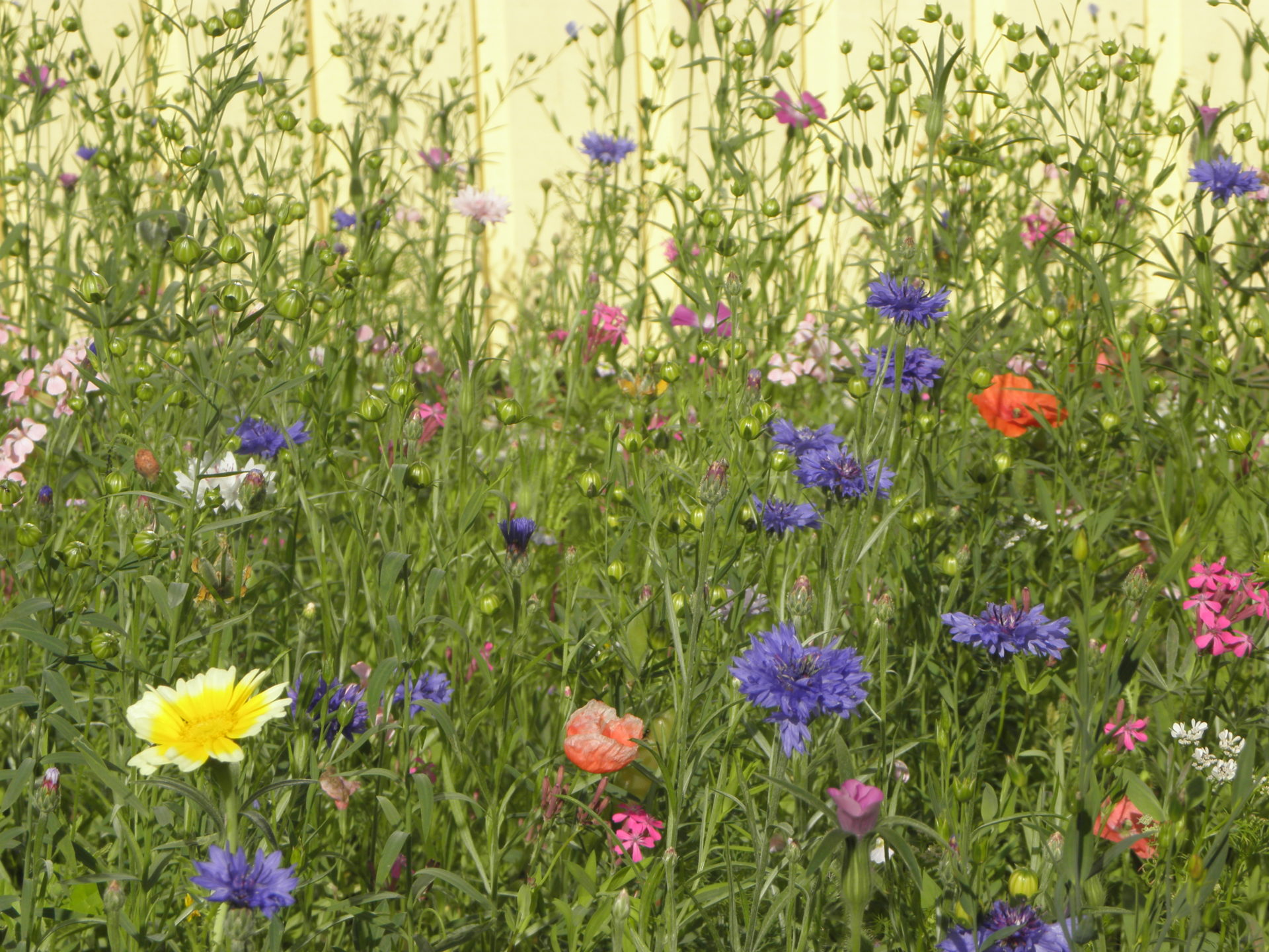 Vom sterilen Grün zum bunten Bienenbuffet