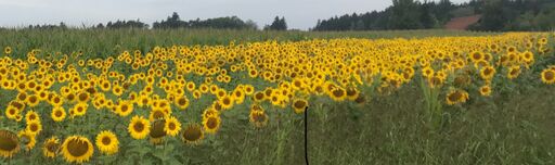 Blühflächenaktion der Gemeinde:  ” Zandt – die blühende Gemeinde” wird von Gartenbesitzern, Landwirten, Imkern, Jägern, Firmen und Privatpersonen unterstützt