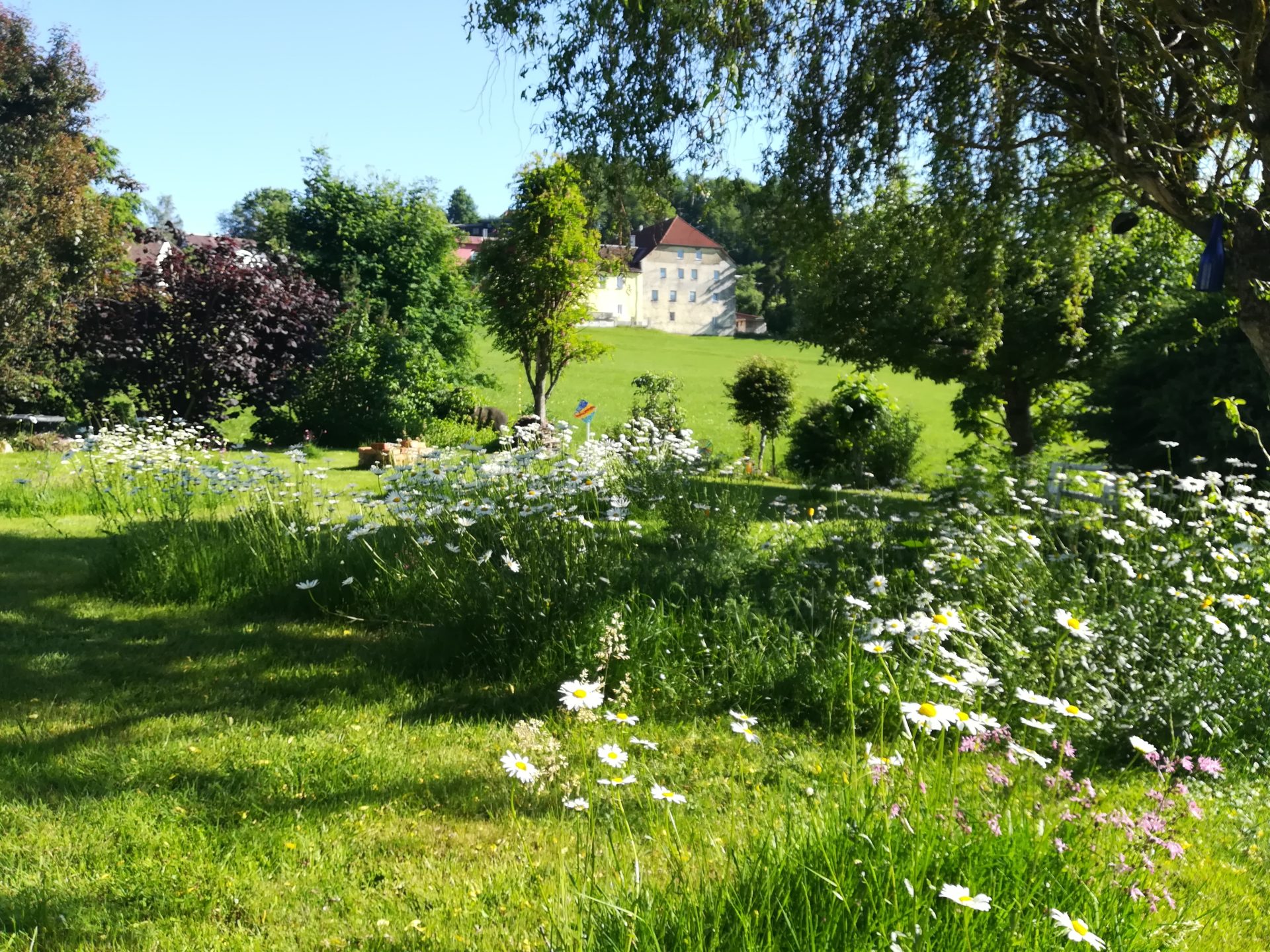 Bienen-und Insektenfreundlicher Garten