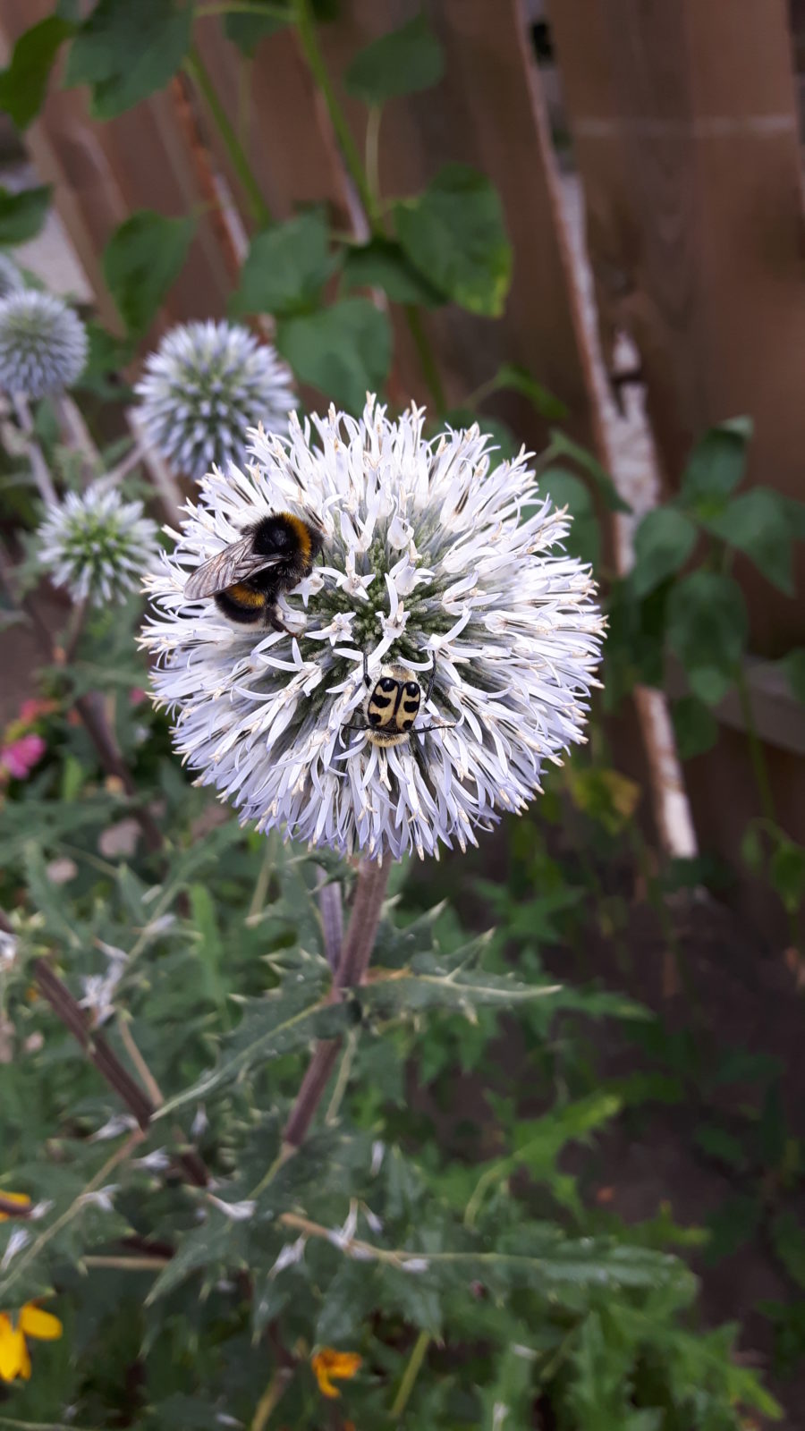 Bee Happy! Da wo sich Bienen, Falter und Hummeln tummeln…