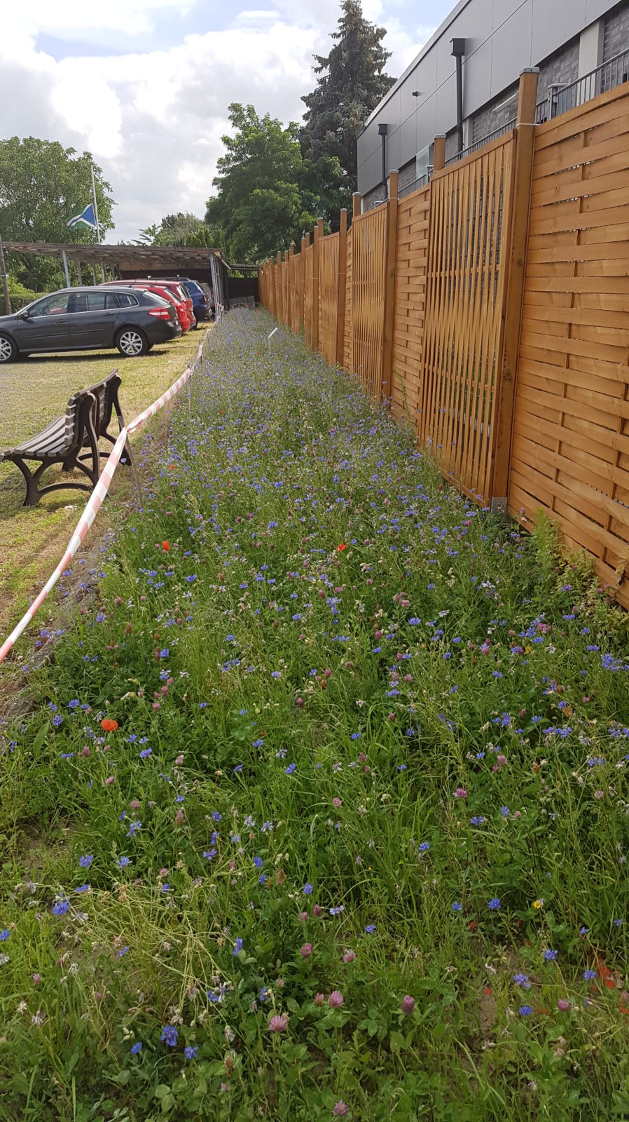 Gourmettempel „Zur Wilden Blume “ – Wildblumenfläche Spandau