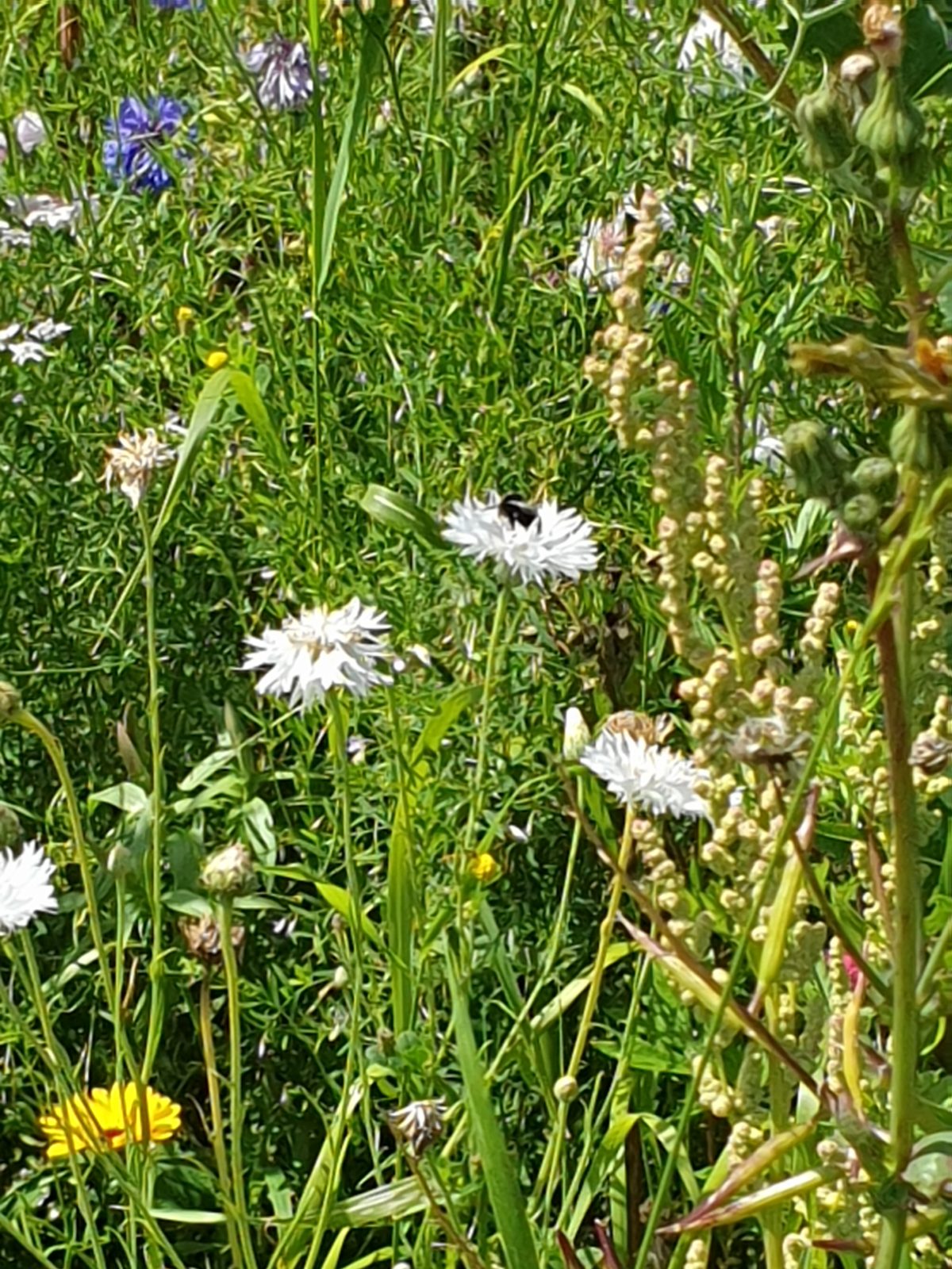 Gabis Blumenwiese