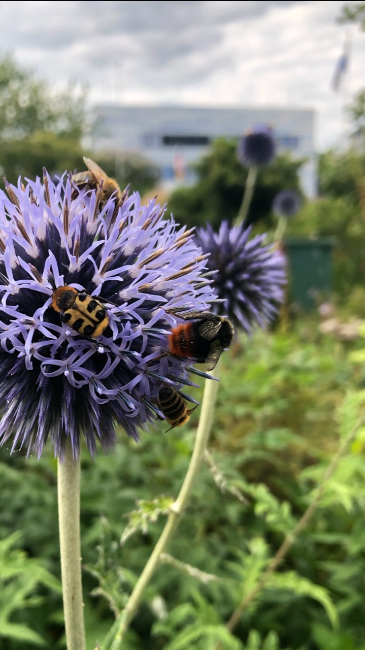 Wenn die Wildbiene mit dem Wiesenschaumkraut