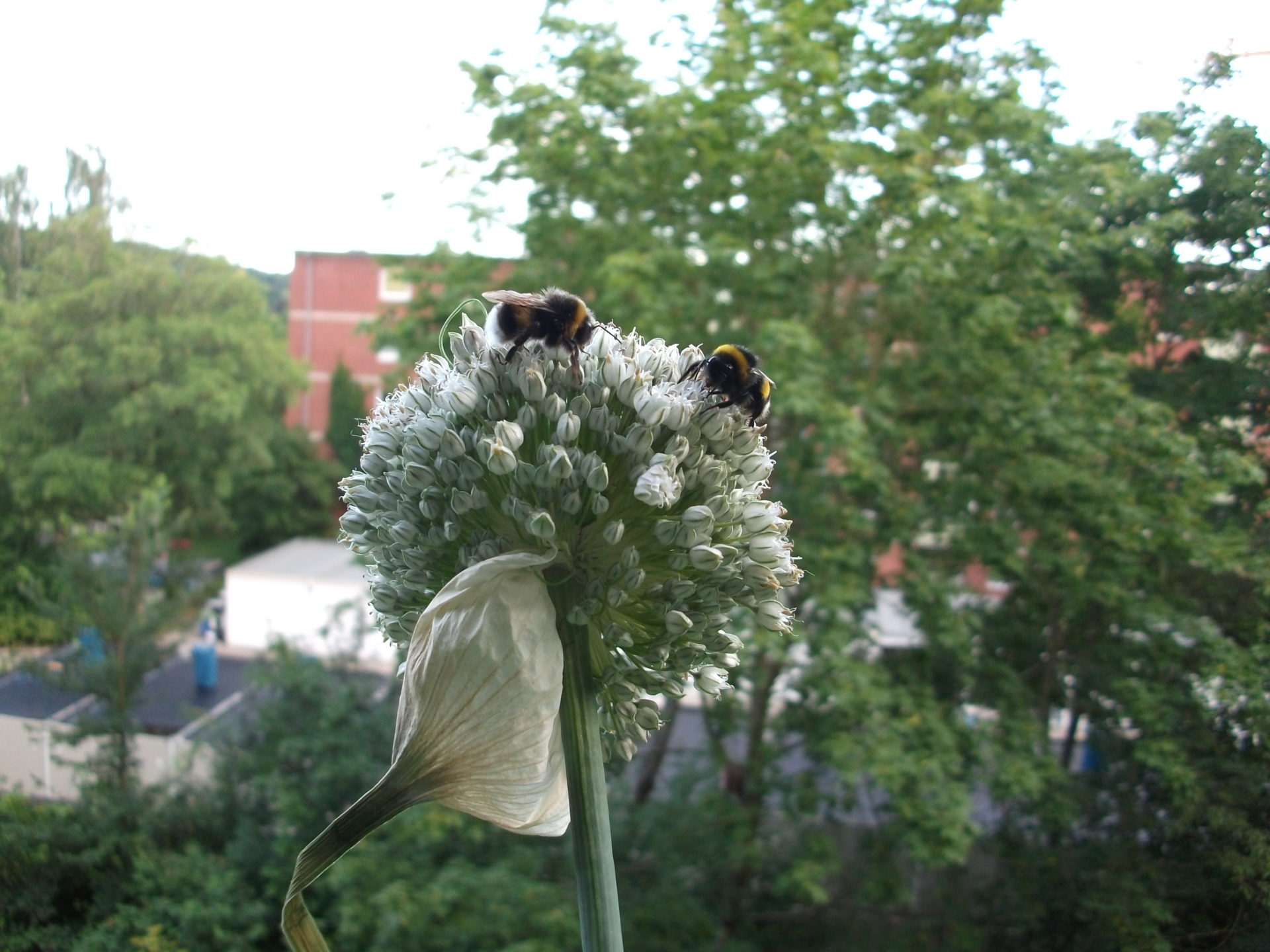 Wilder Balkon