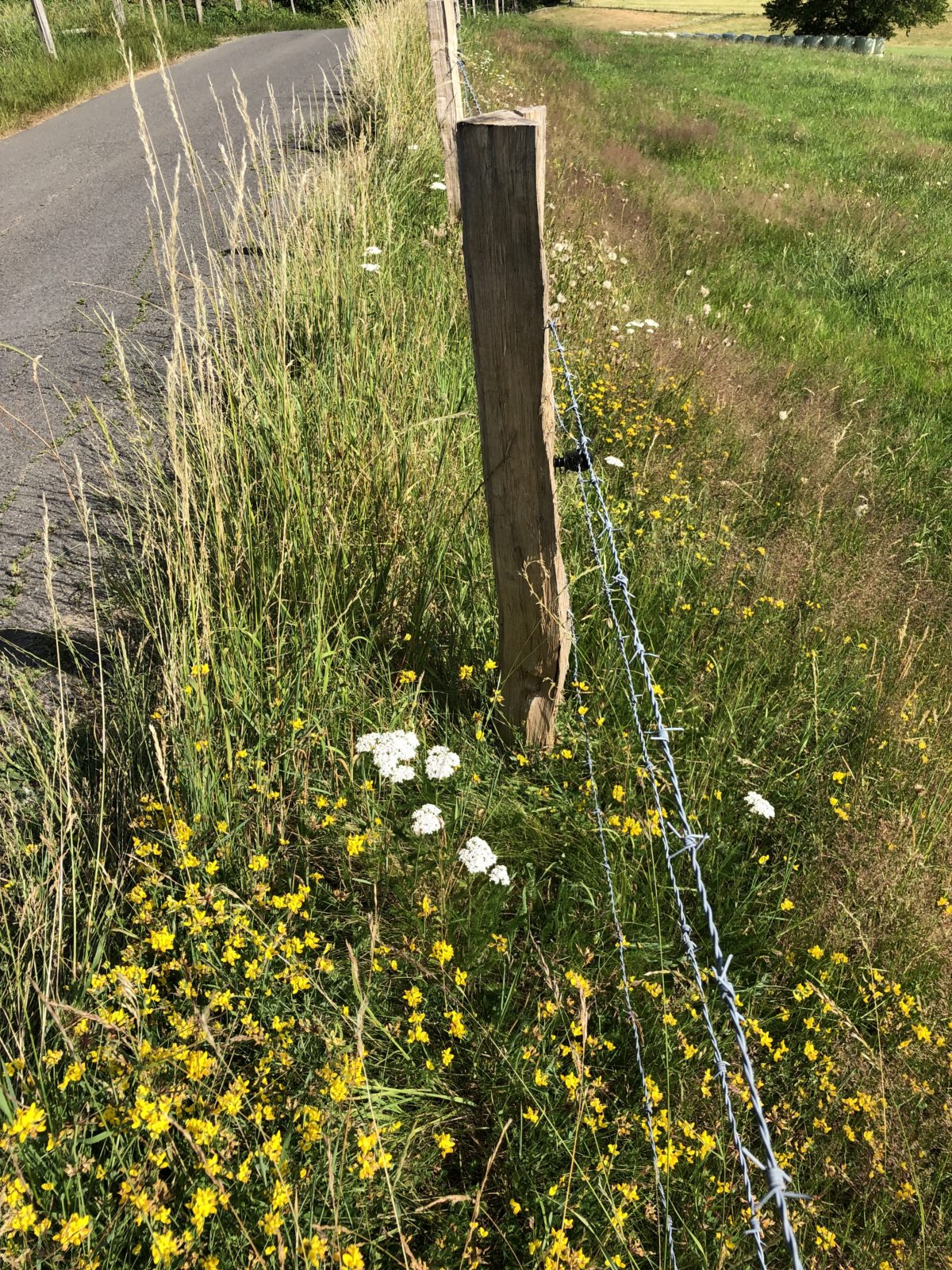 Artenreiche Säume – Wanderkorridore für Wildbienen und andere Insekten in Engelskirchen