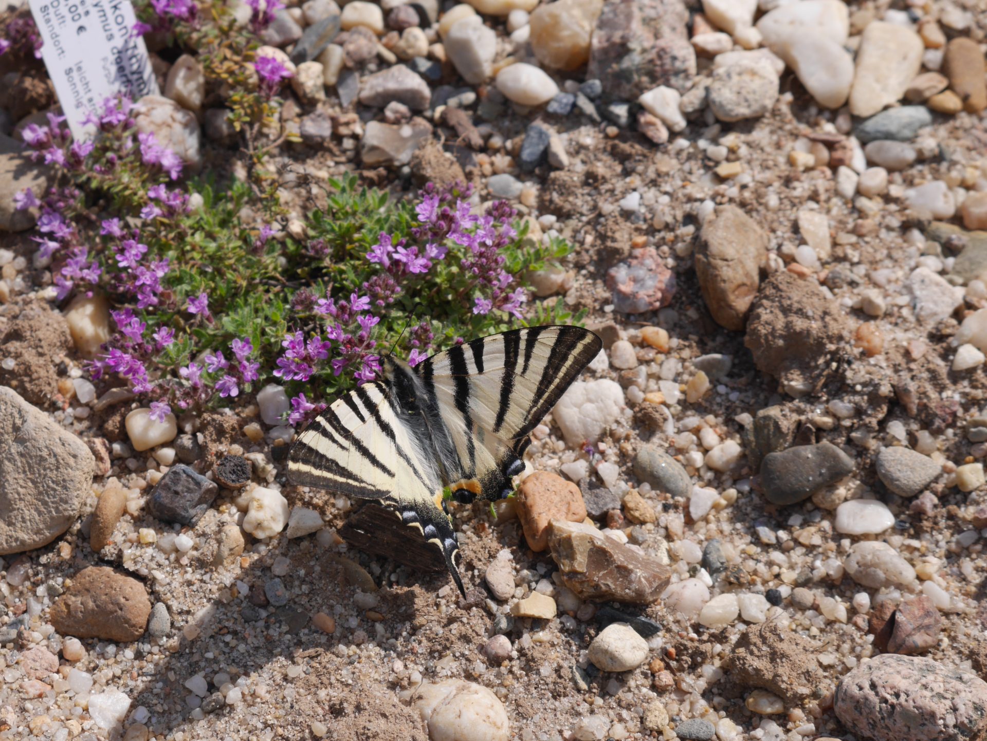 Naturnahe Umgestaltung hin zum Hortus