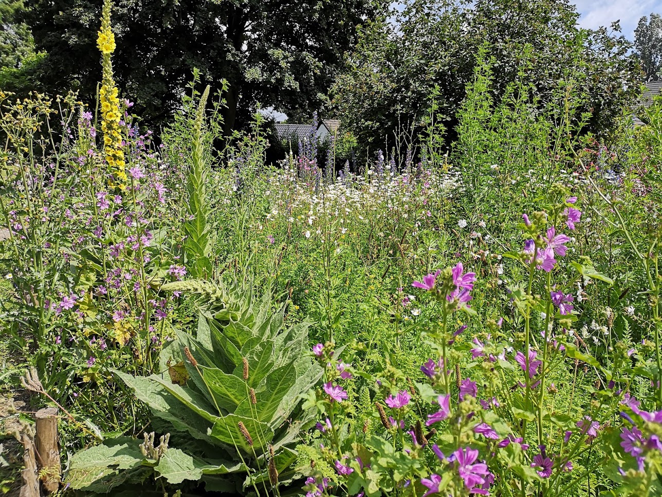 KGV Römerstraße e.V. – Große Wildblumenwiese im öffentlichen Grün-