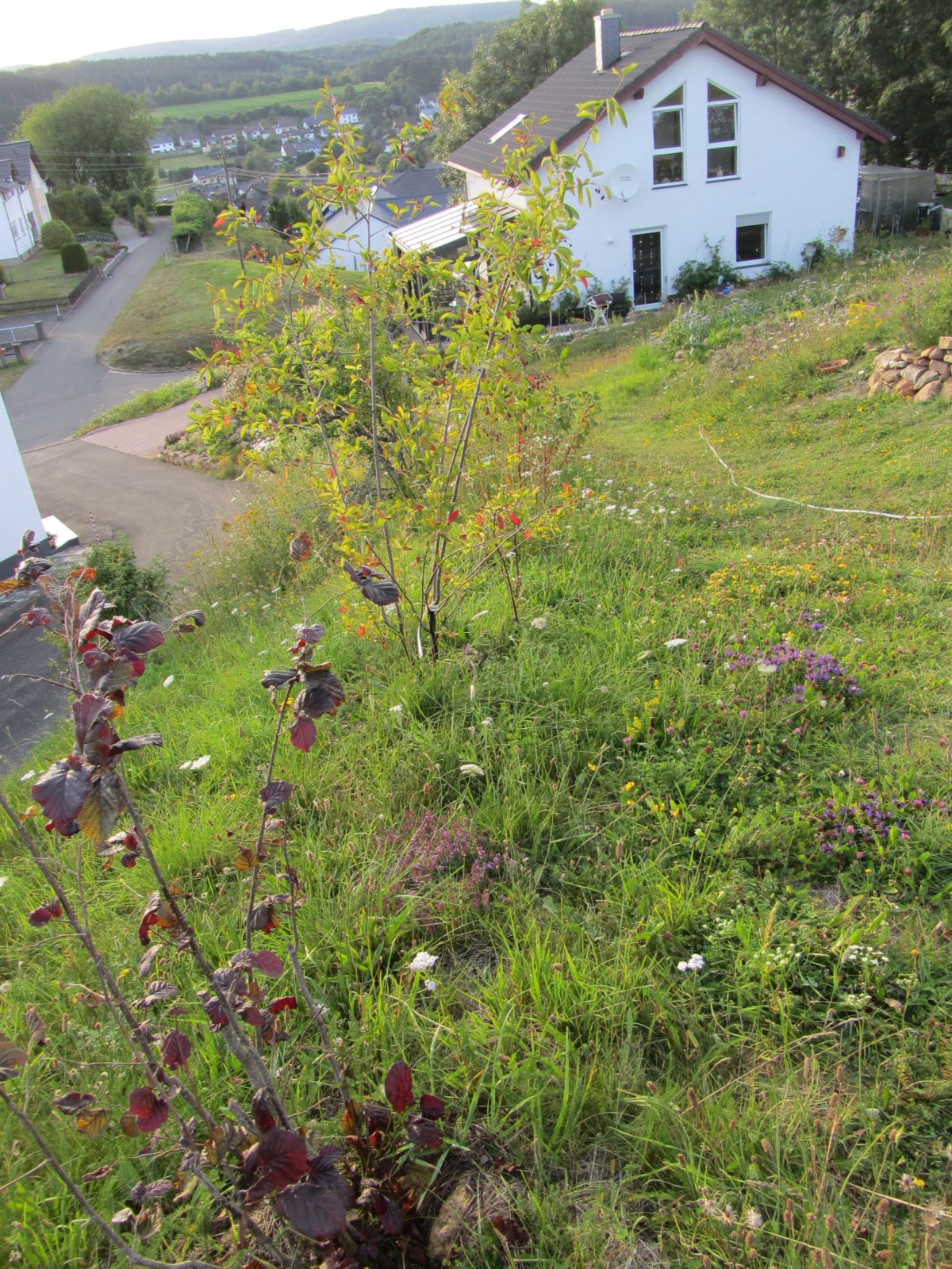 Wildgehölzhecke