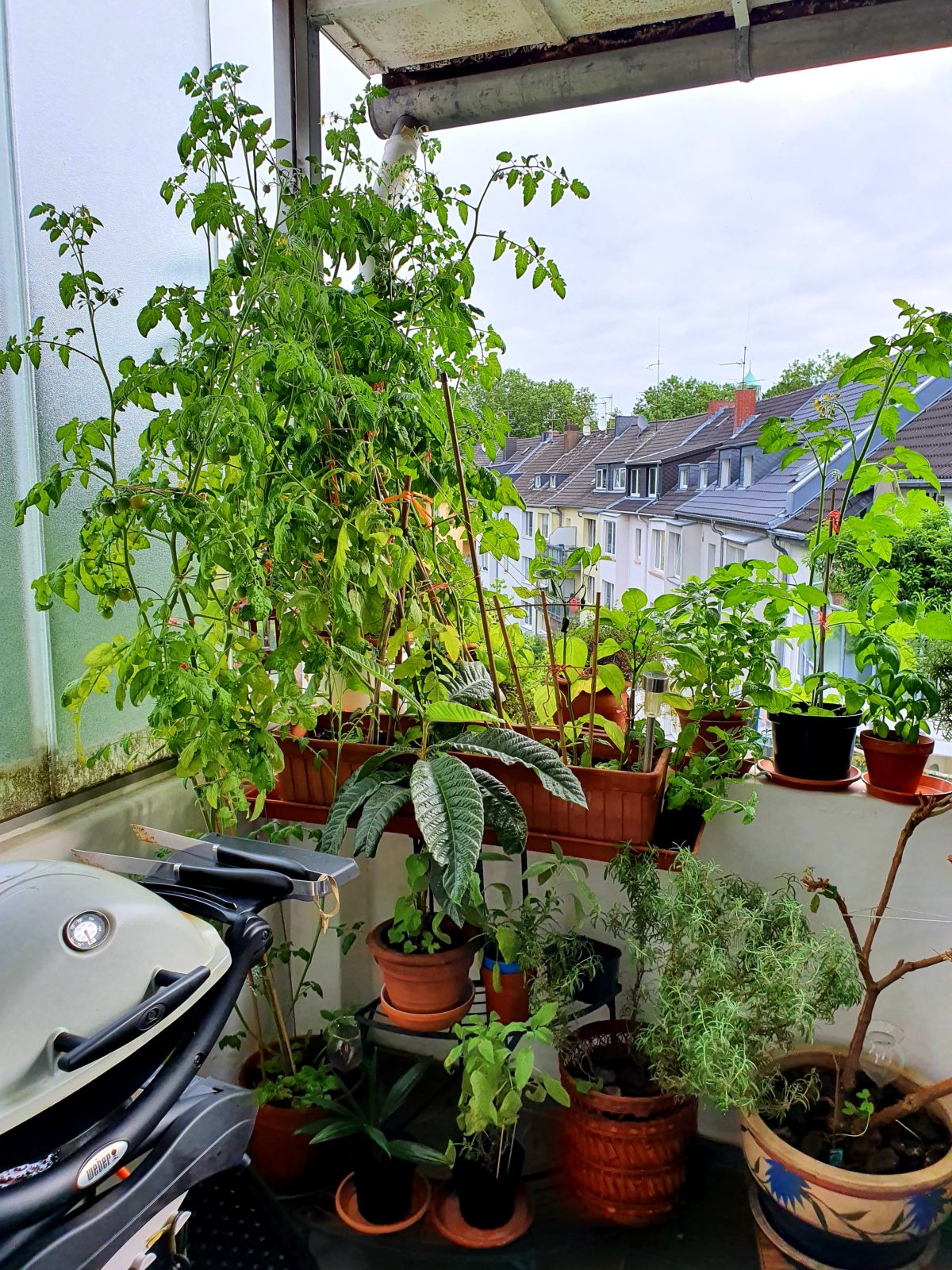 Pflanzenvielfalt trotz schattigem Balkon
