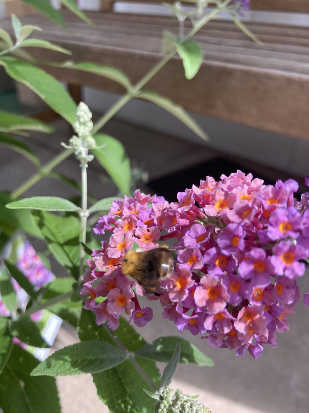 ruBIENrot und HONIGelb, Blumen für die Fahnersche Bienenwelt!