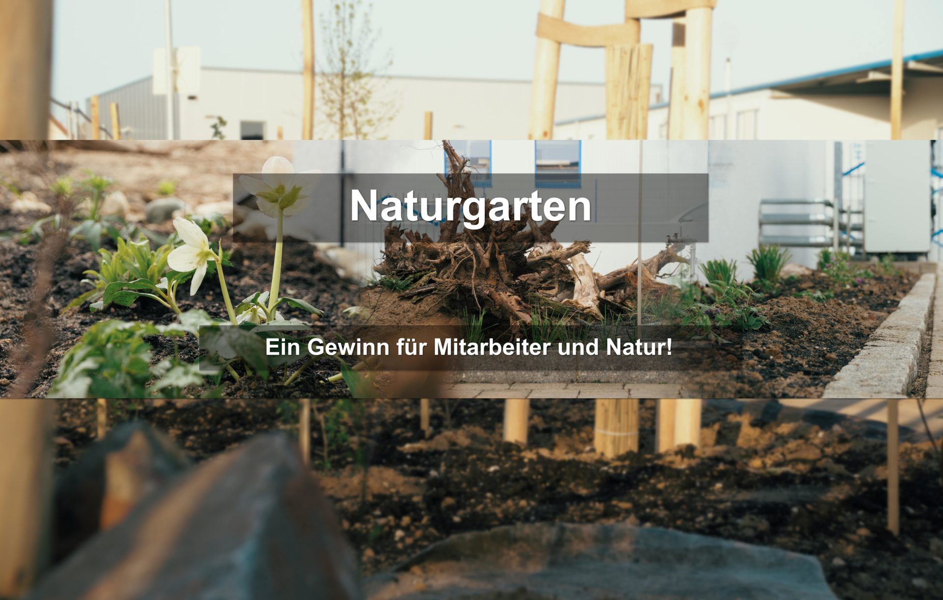 Naturgarten – Ein Gewinn für Mitarbeiter und Natur!