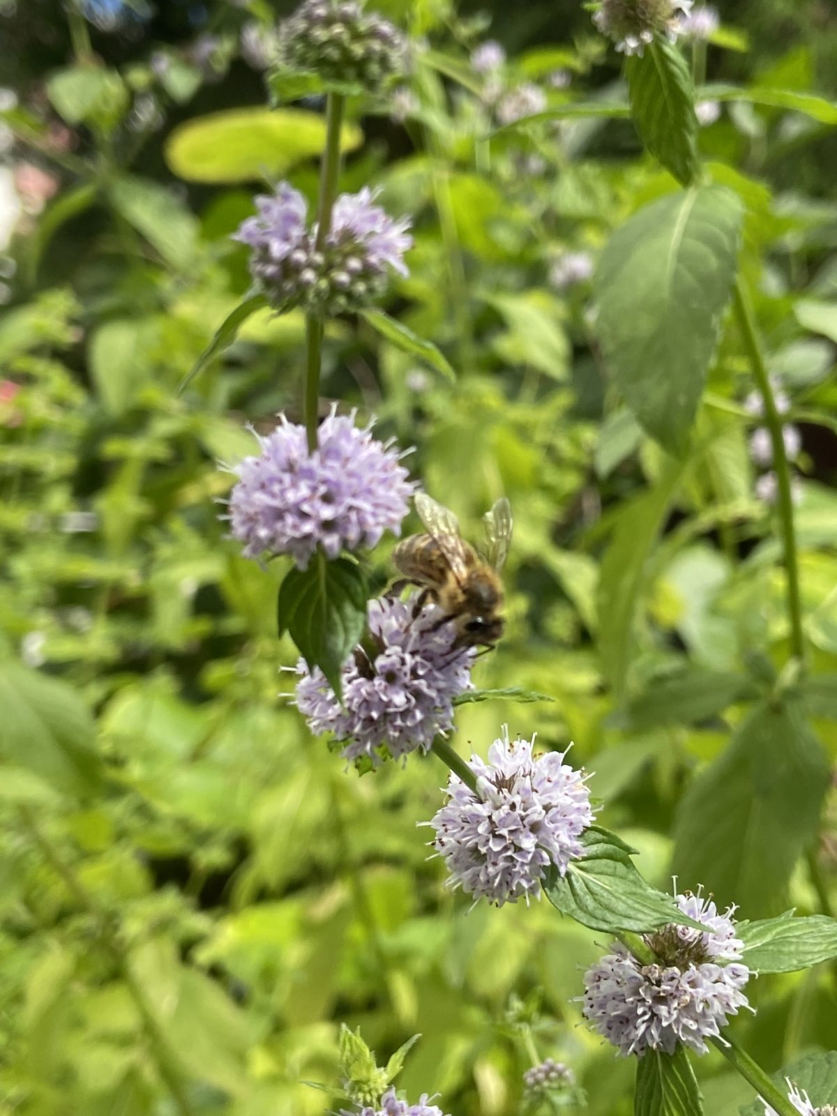 Unser Bienen, Insektenparadies und Wild-Tierparadies
