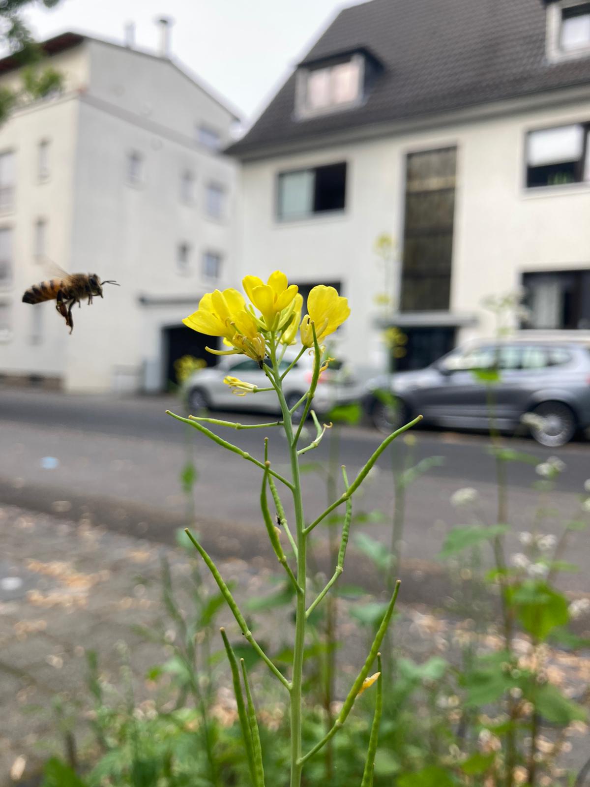Bienenblumenwiesen am Studierendenwohnheim in Köln – ein WG Projekt