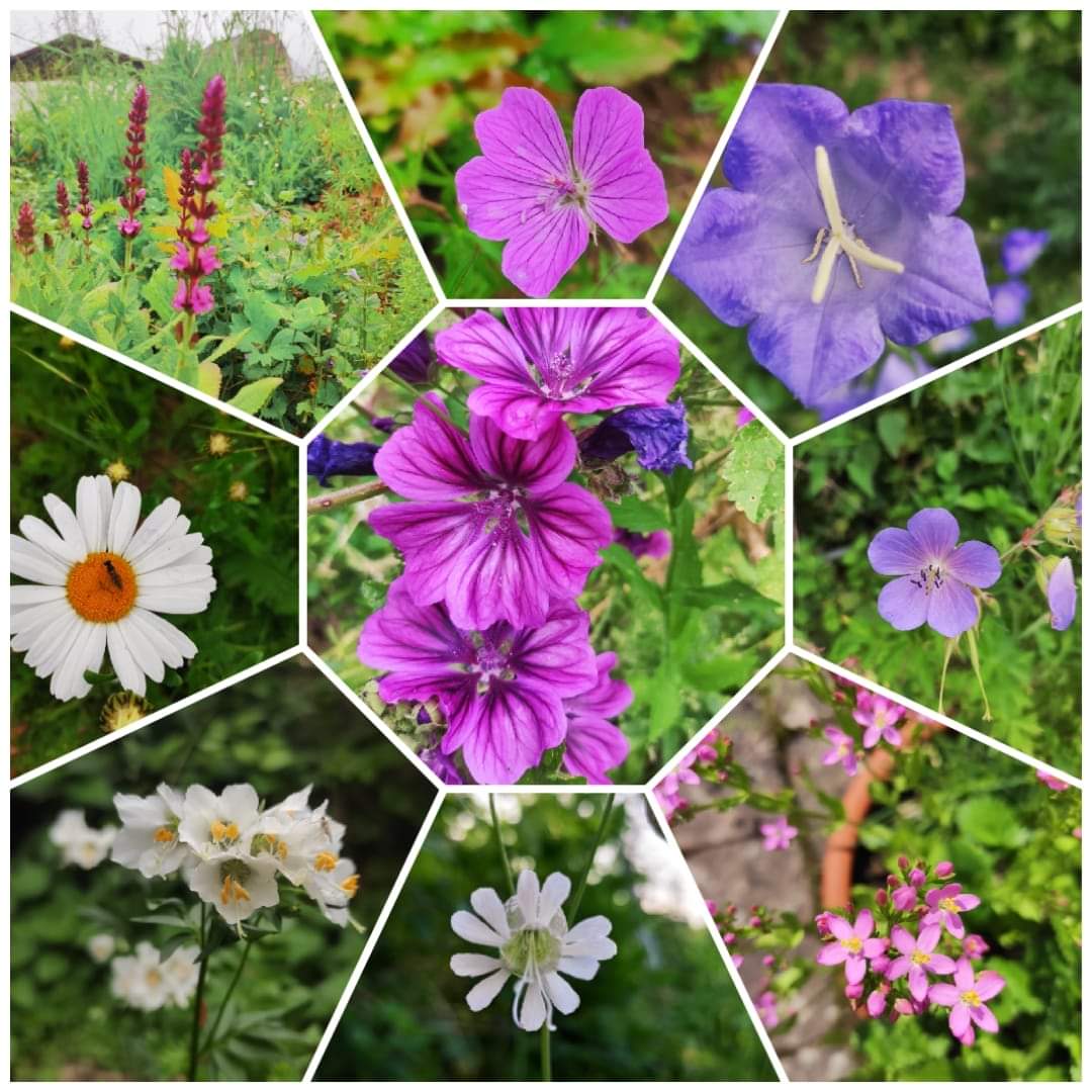 Garten Florus – Vom Thuja-Knast zur Oase