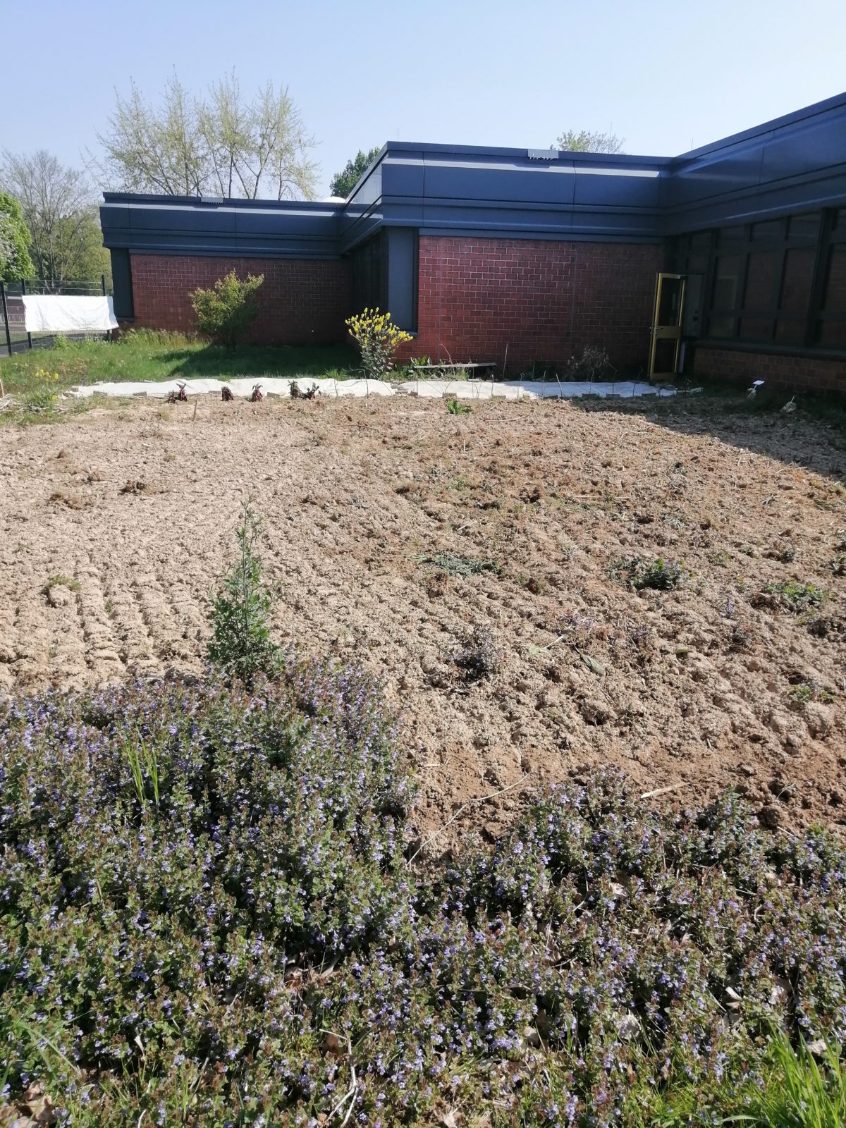 Schulgarten der Sekundarschule Jülich Bienenfreundlich gestallten