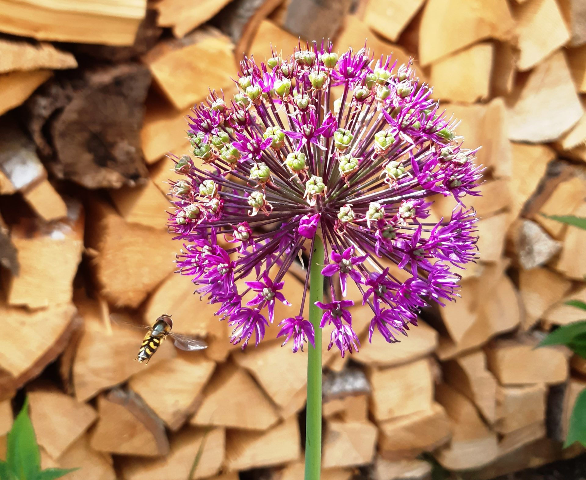 Gartenprojekt Insektenfreundlicher Garten von Philipp und Ilonka