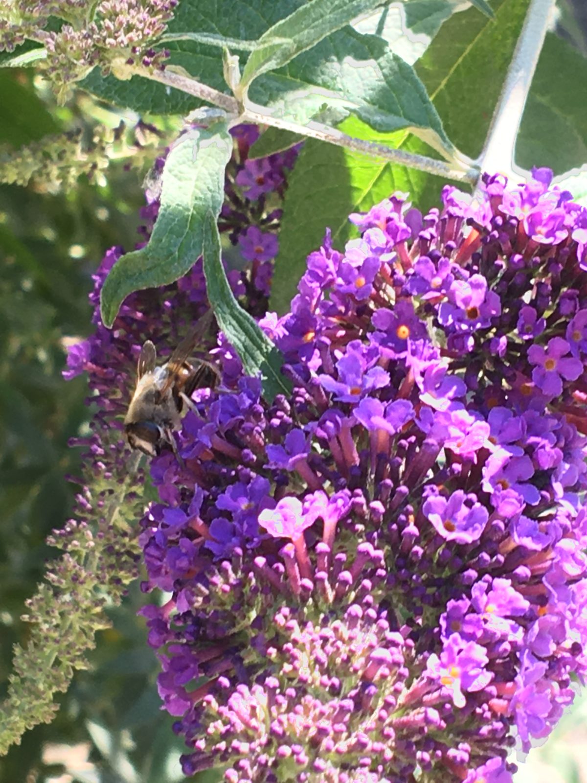 Bienenfreunde im Abenteuerland