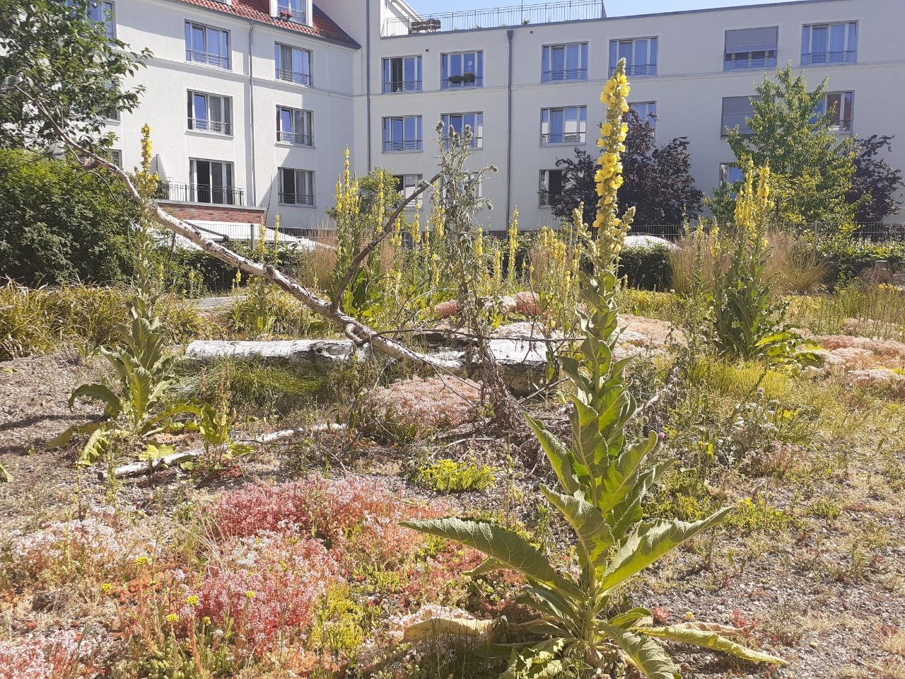 Naturnaher Garten im Herzen Hannovers – imug Beratungsgesellschaft