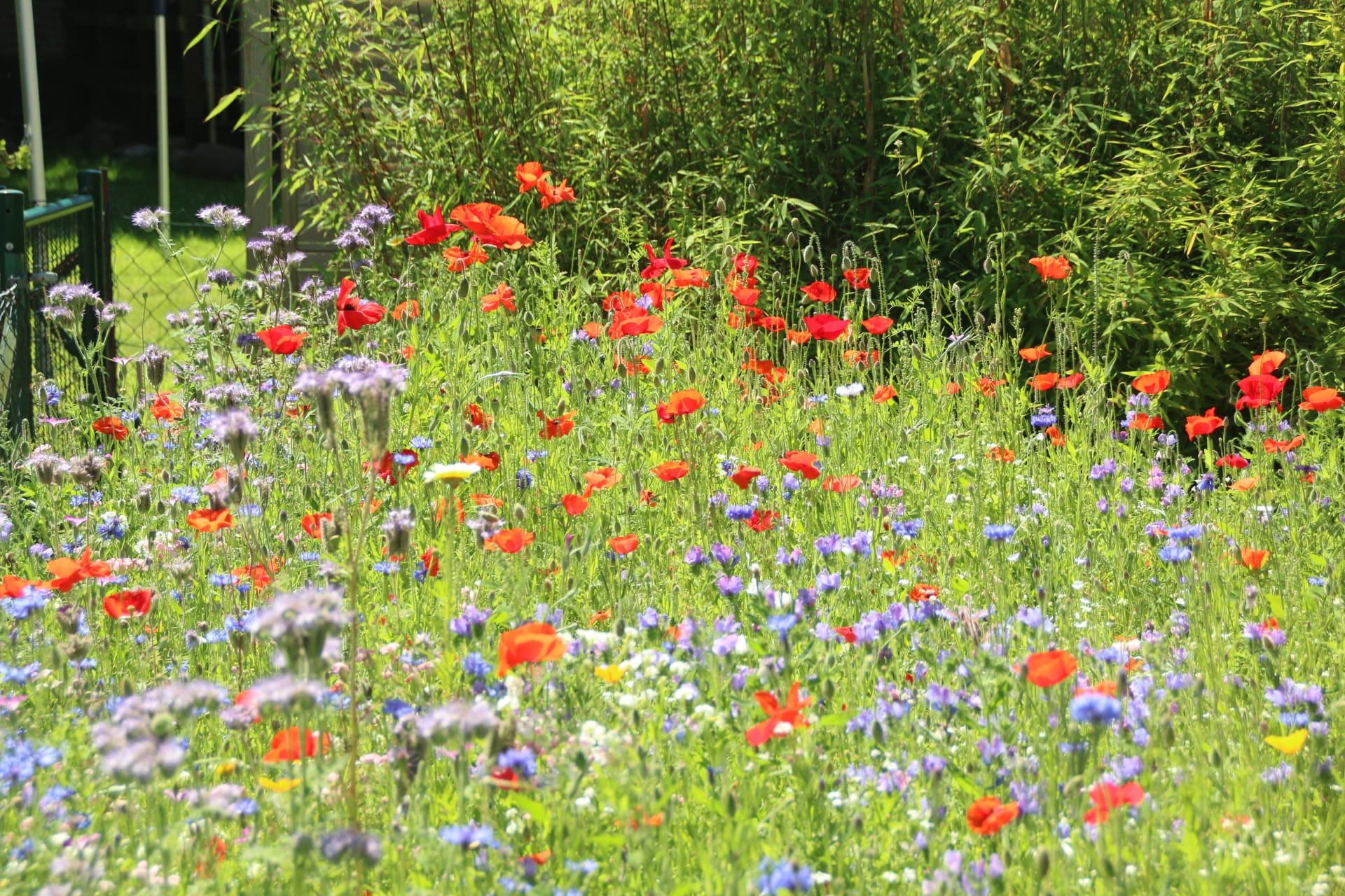 Von Schrummelfläche zum Bienenparadies