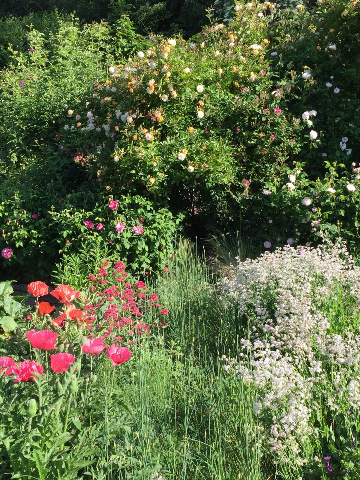 Ruhrpottgesumm – Der Naturkleingarten