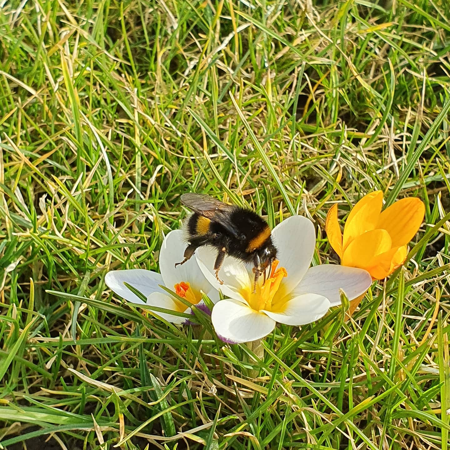 Blüten Landschaft