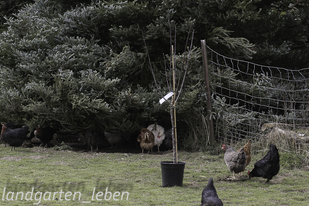 Wiese bepflanzen und noch mehr Stauden für Insekten