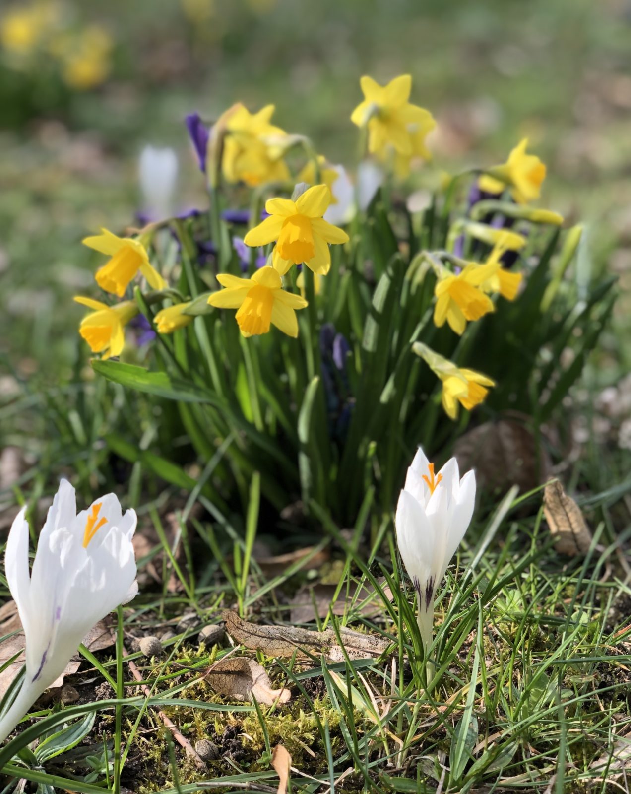 Schapen blüht auf – Retterwiese auf dem Friedhof