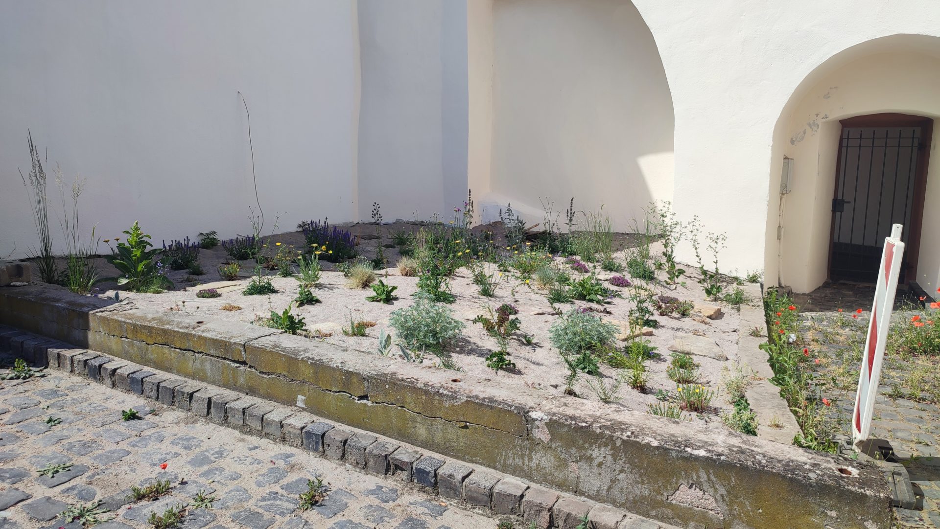 Insektenfreundlicher Garten am Gautor in Oppenheim