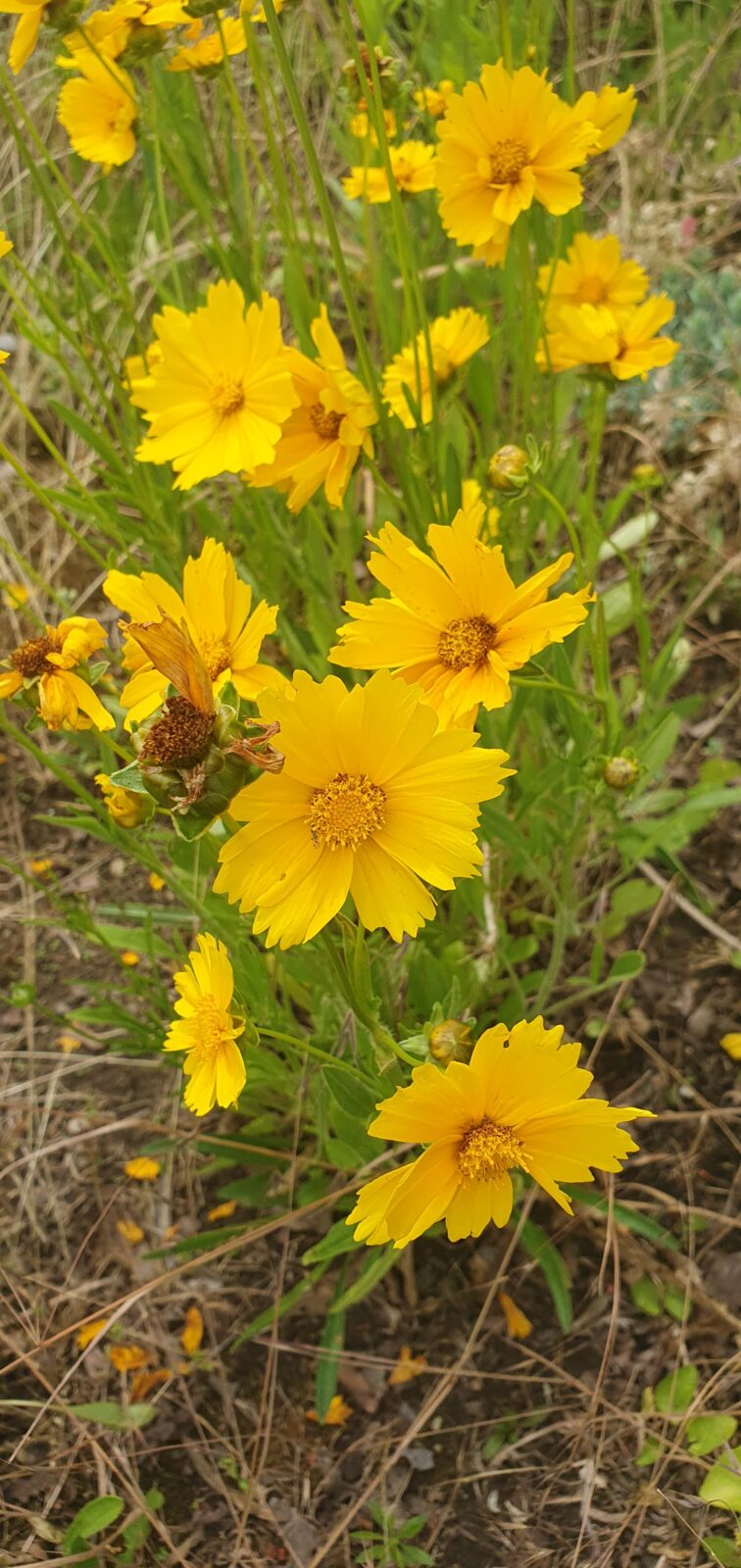 Unser blumiger Garten