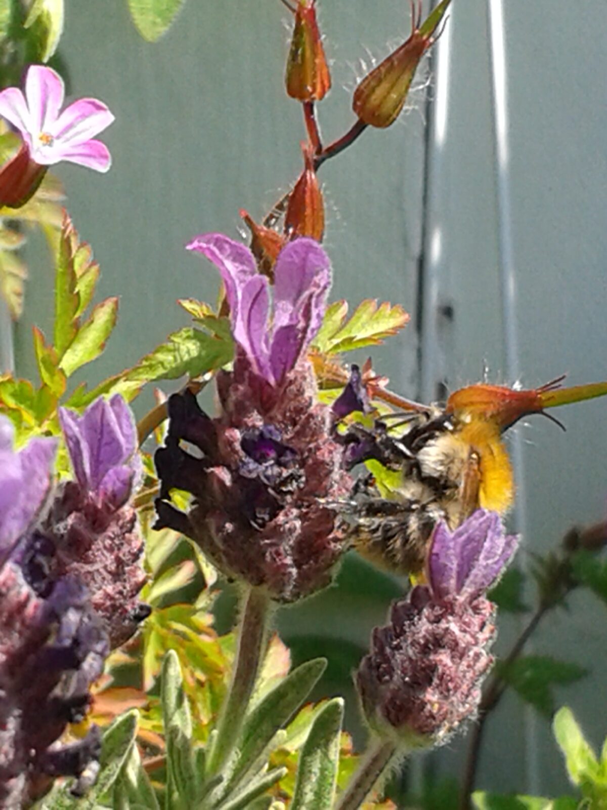 Bienen, Hummeln, Schmetterlinge – der Insektenfreundliche Balkon!!!