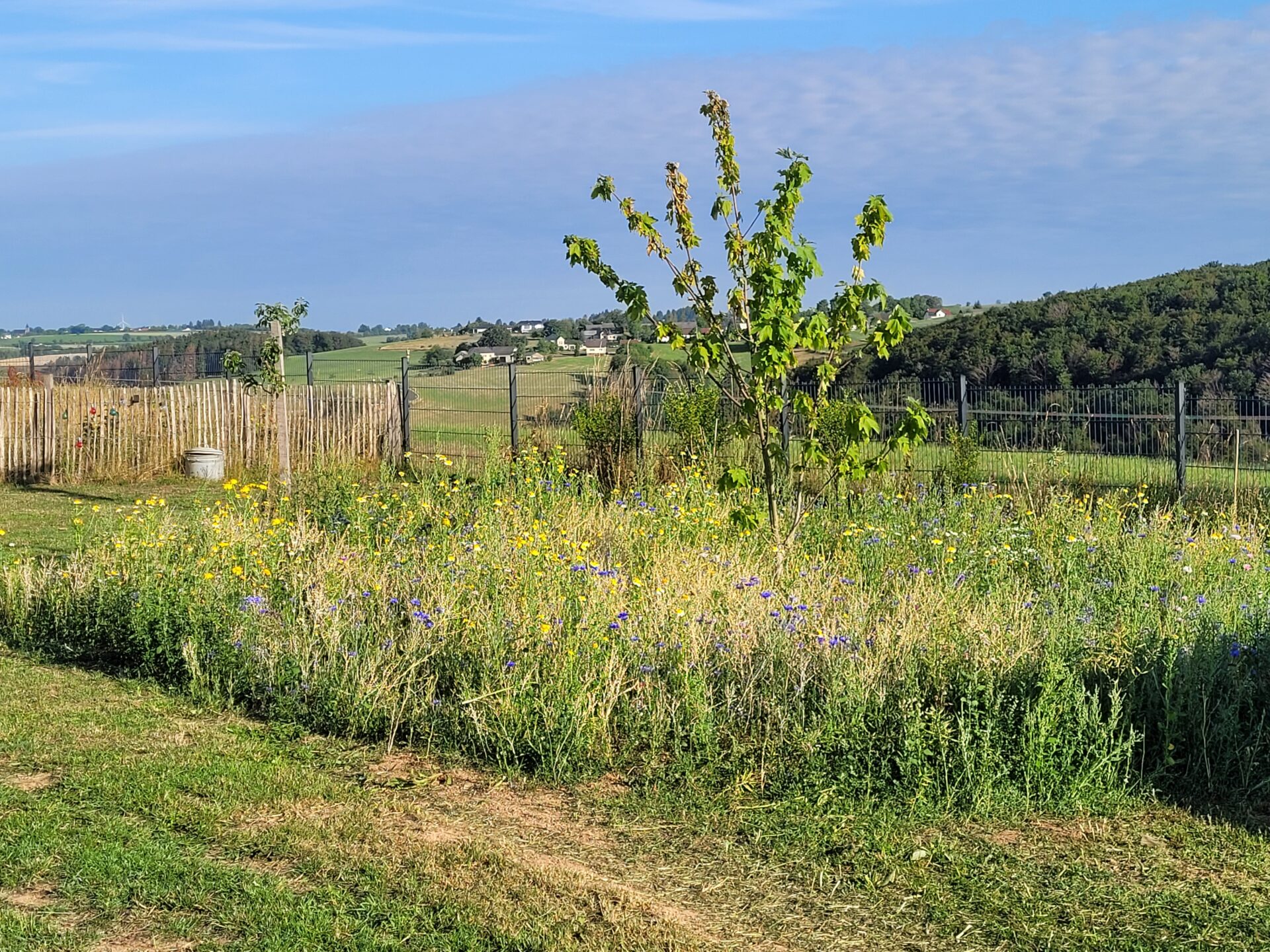 Bienenwiese für die eigenen Bienen und die Insekten im Garten