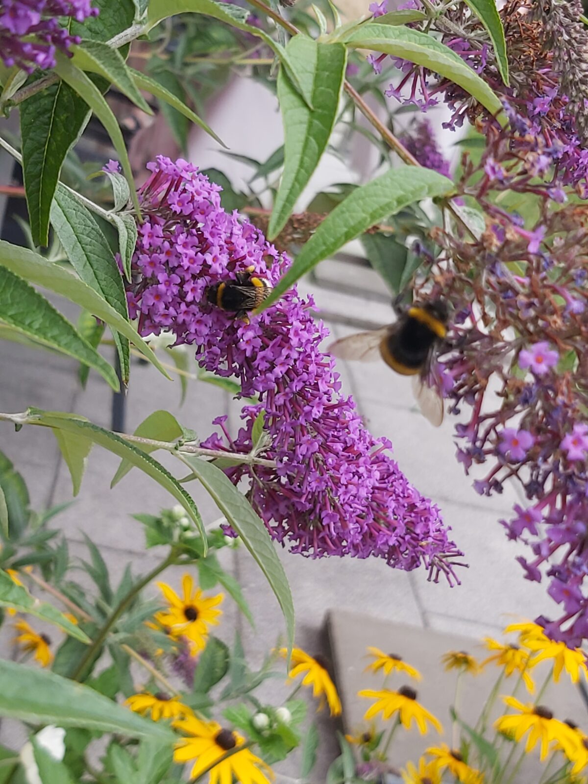 Unser Bienen und Schmetterlingsparadis