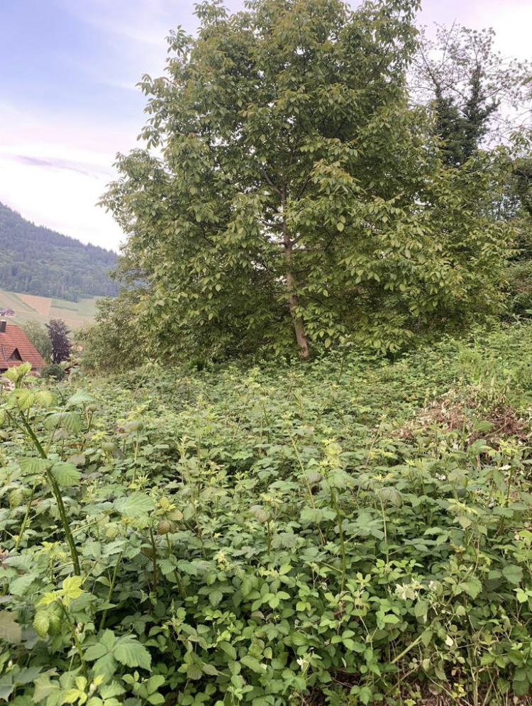 Mein Wildbienen Garten