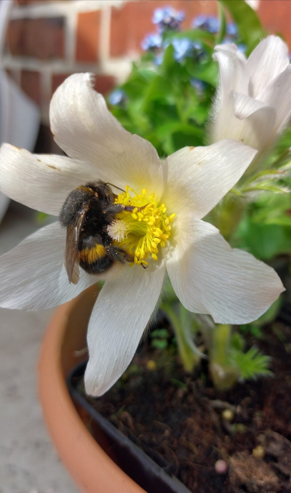 Insektenfreundlich gärtnern in der Großstadt auf 2,7 m²