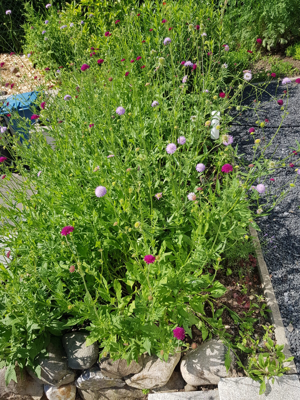 Schattenbeet für Insekten