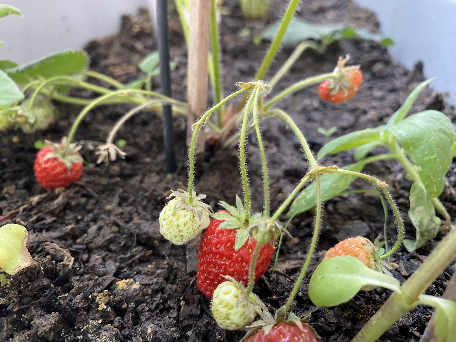 früh übt sich: Erdbeer-Kinderbeet