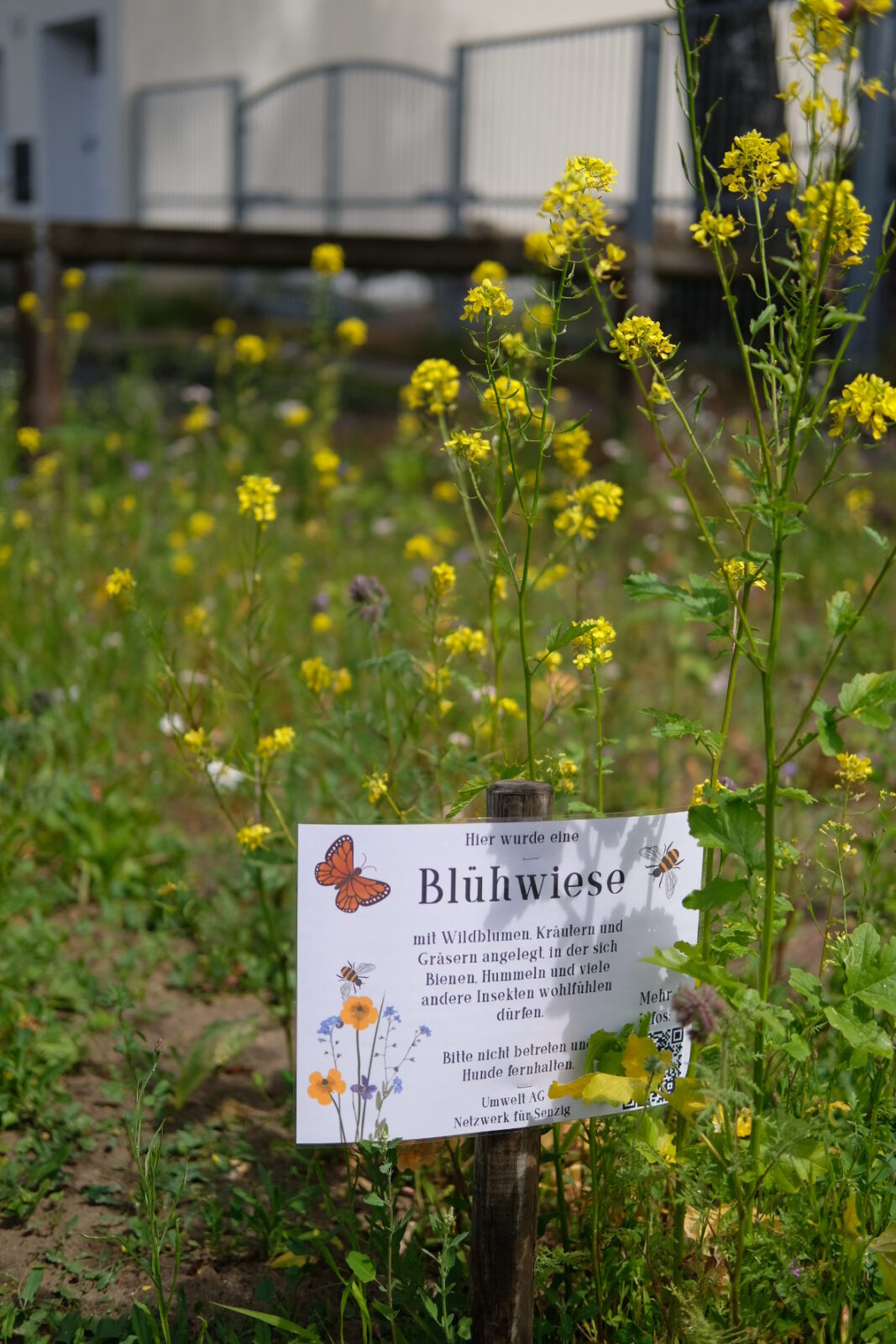 Wildblumenwiesen