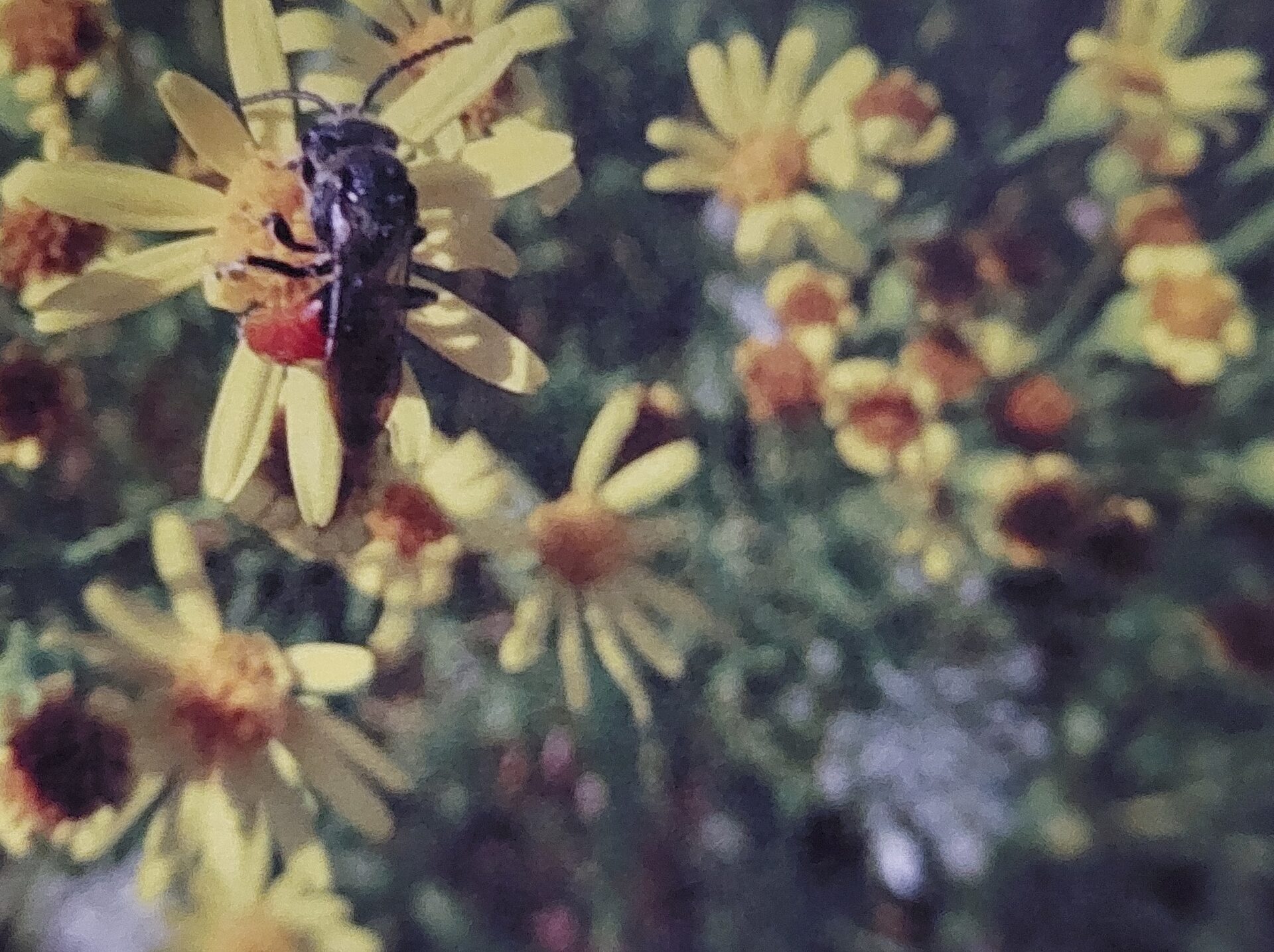 Im Naturschutzgarten summt und brummt es