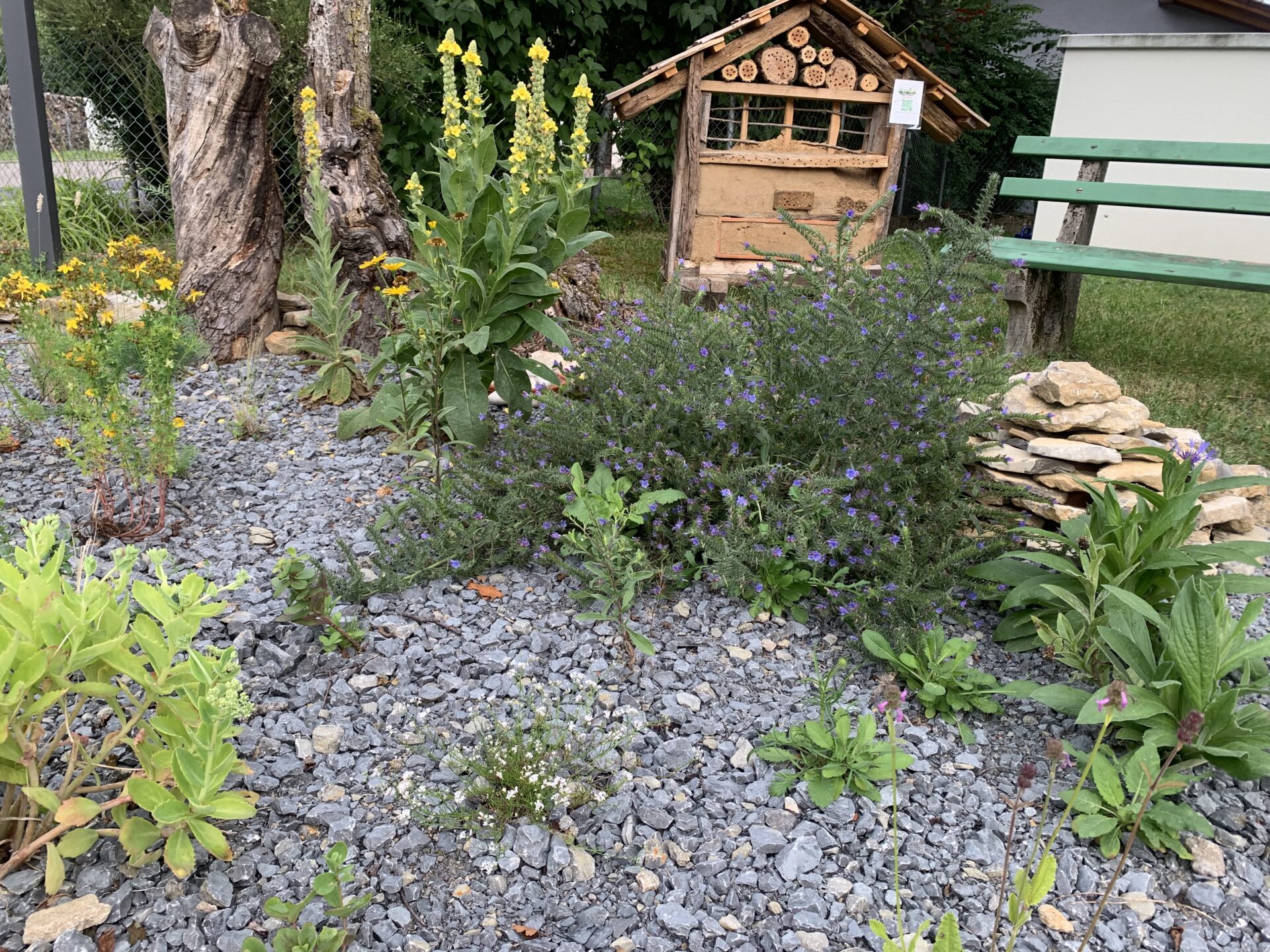 Magerbeet Ailringen der NaturRaum Gartengruppe