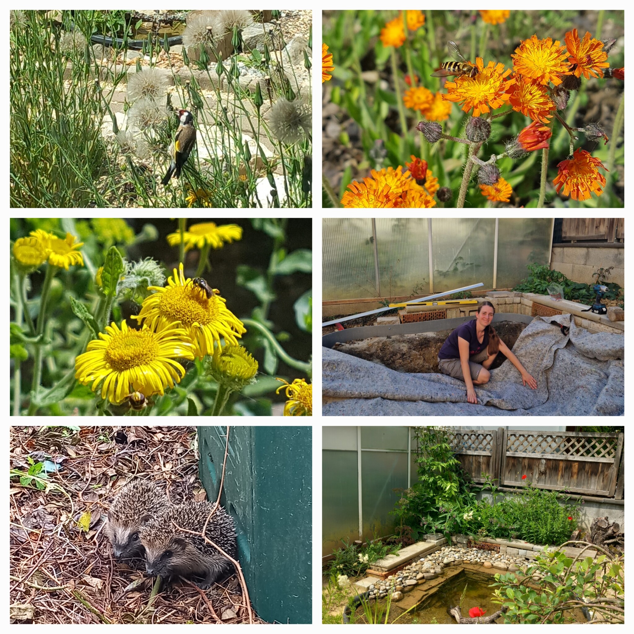 Blüten für Sandbienen