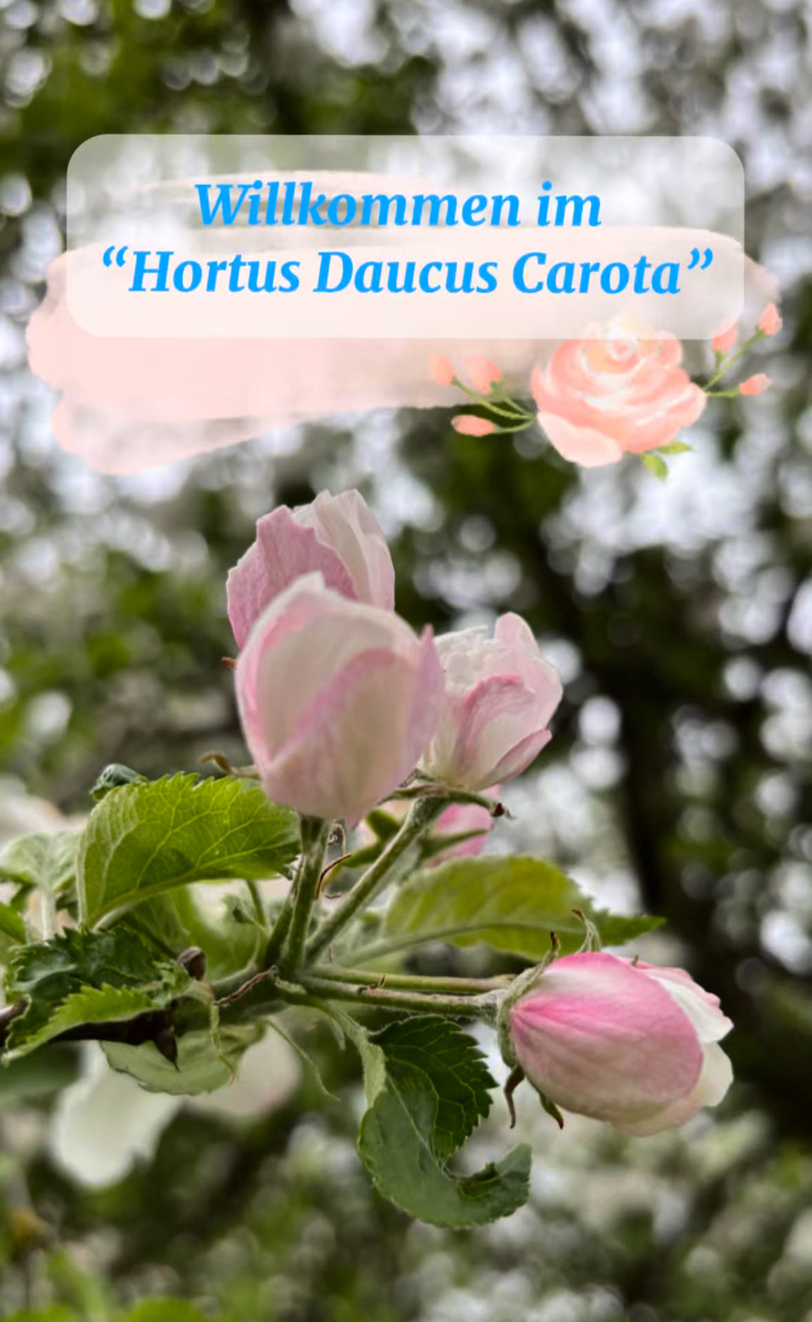 Hortus Daucus Carota
