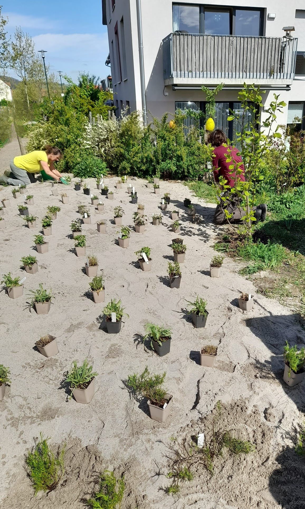Insektenparadies im Klimawandel in Bad Dürkheim