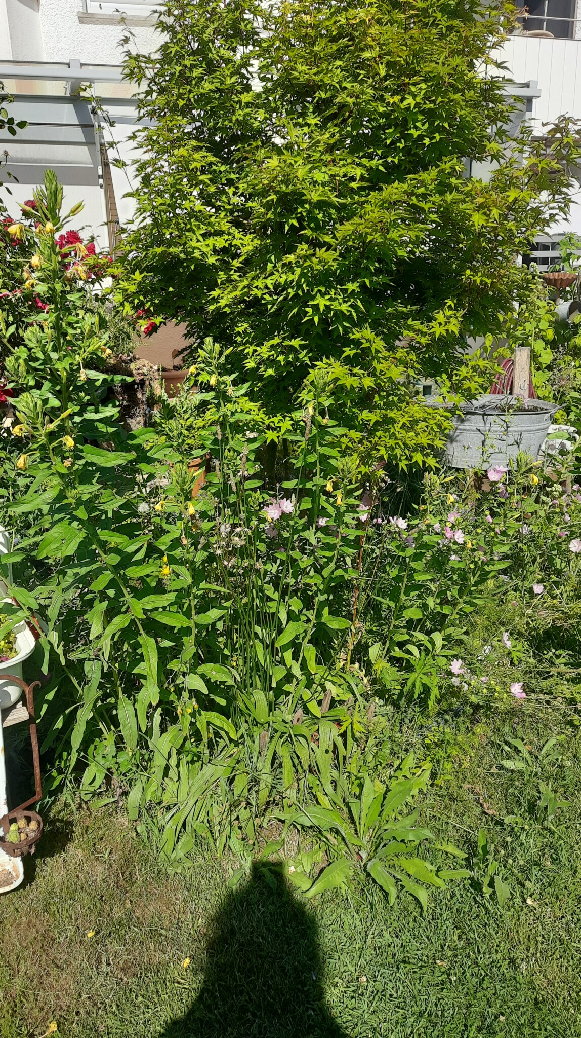 Mein Mini-Insekten-Garten