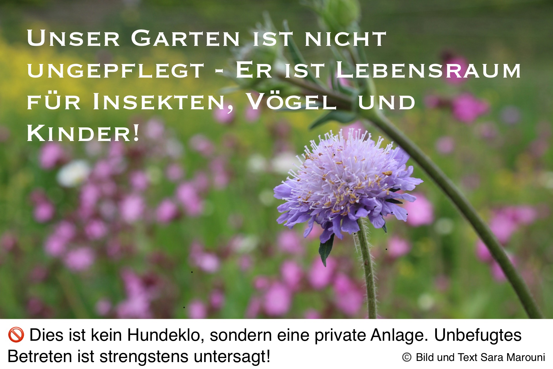 Hortus Daucus Carota