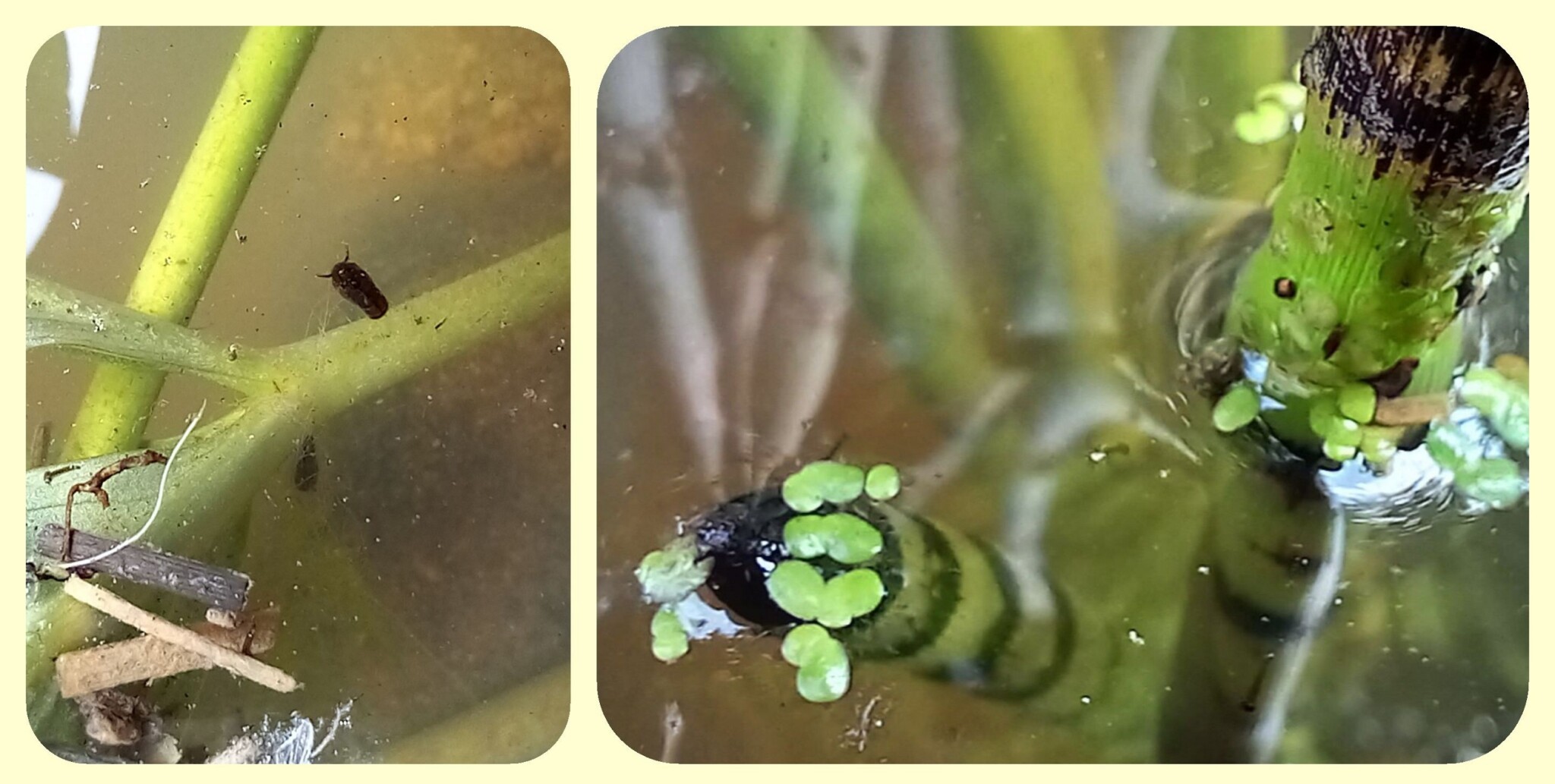 Kleine Wasserwelt