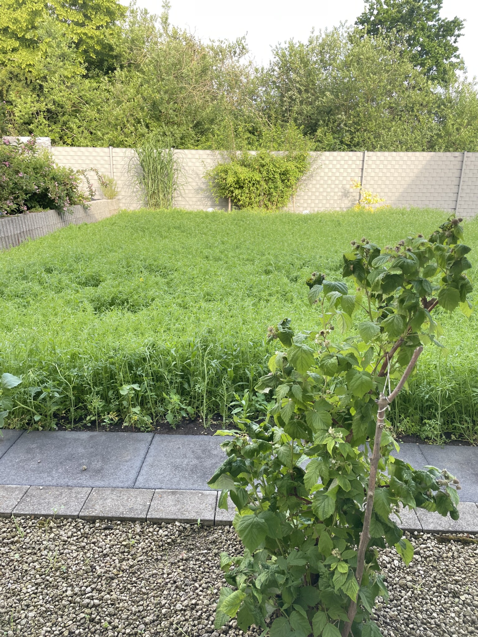 Anlage einer Blumenwiese anstelle von Rasen
