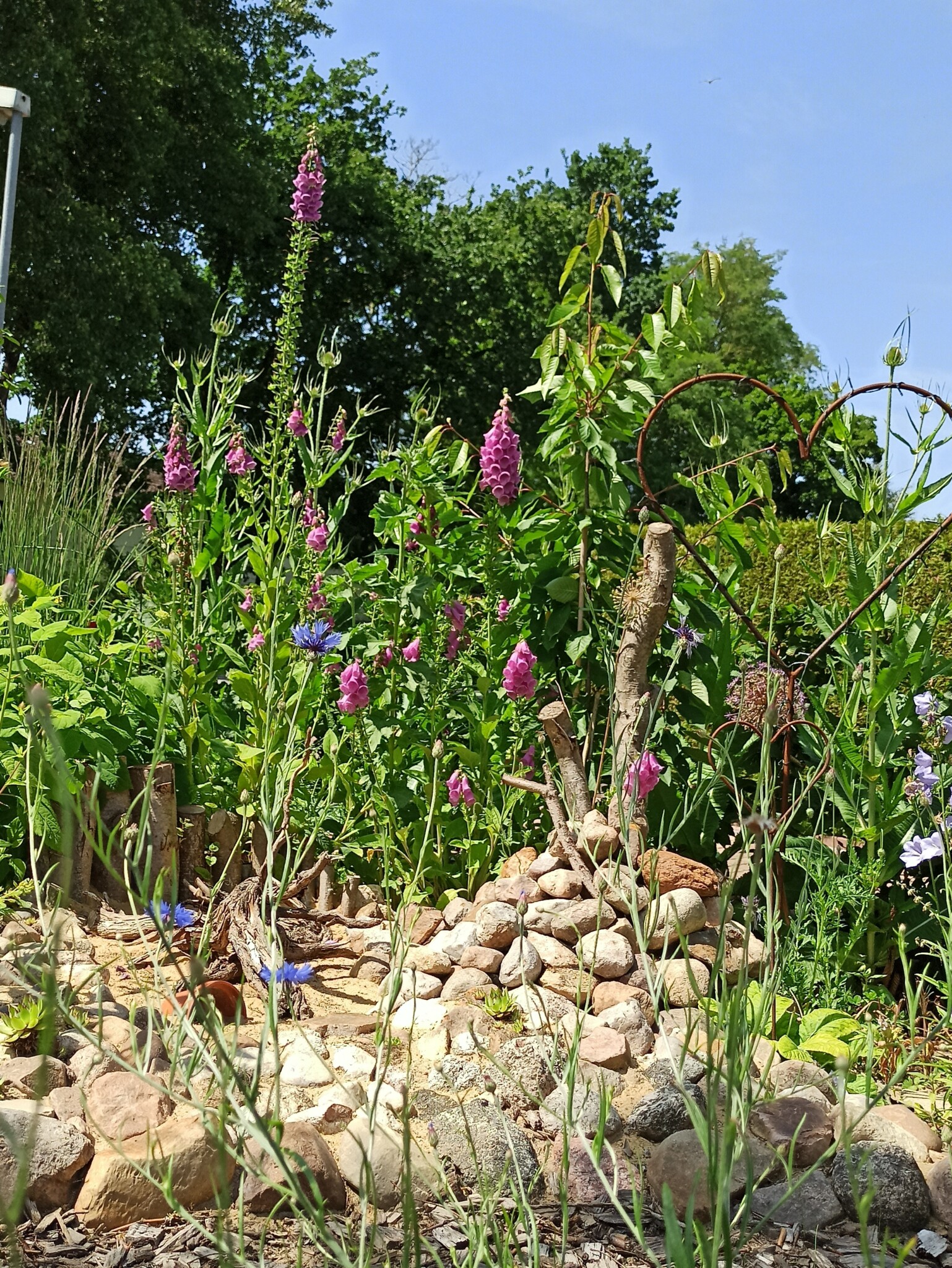 Umwandlung in einen Naturgarten
