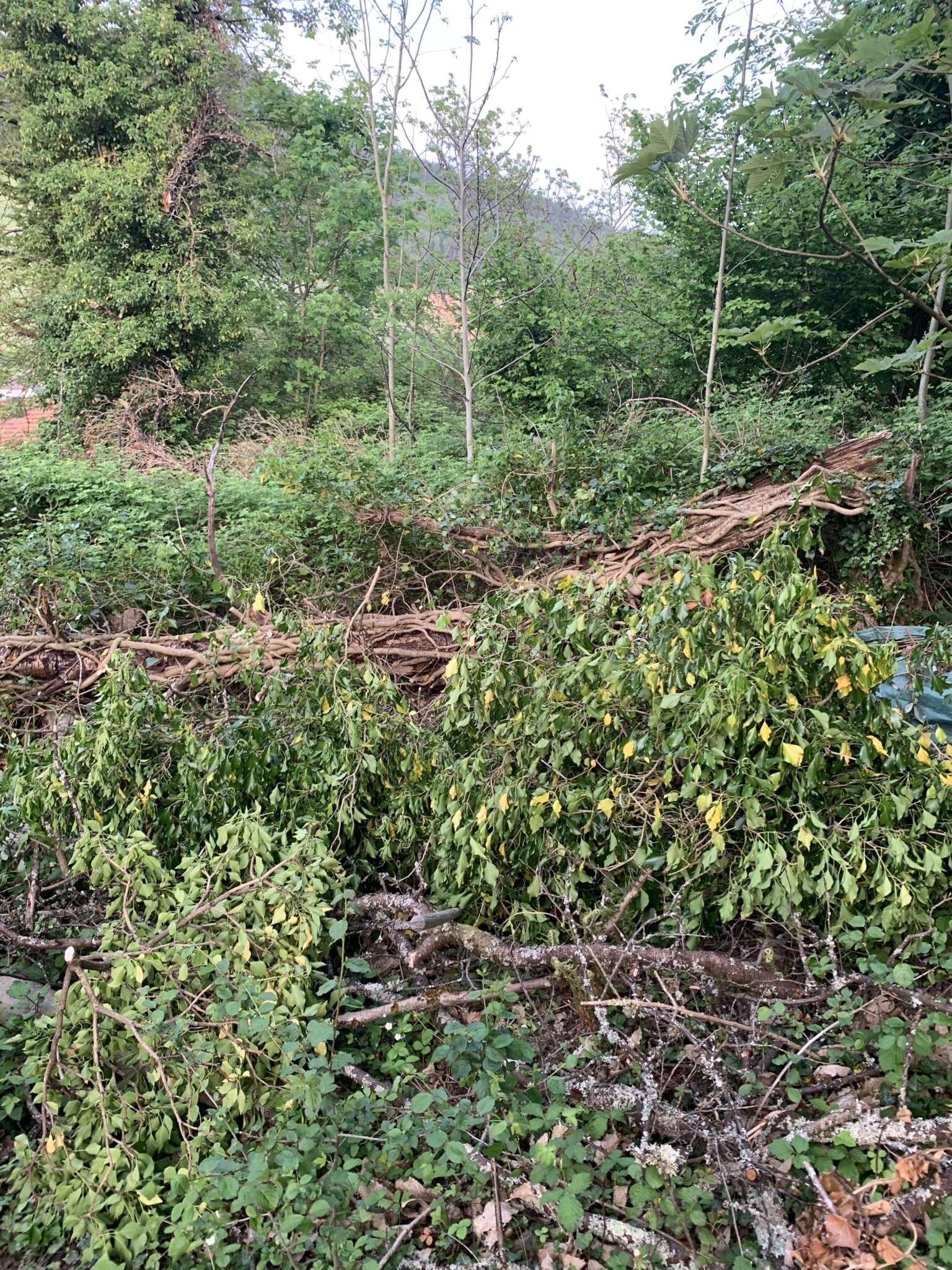 Wildbienengarten