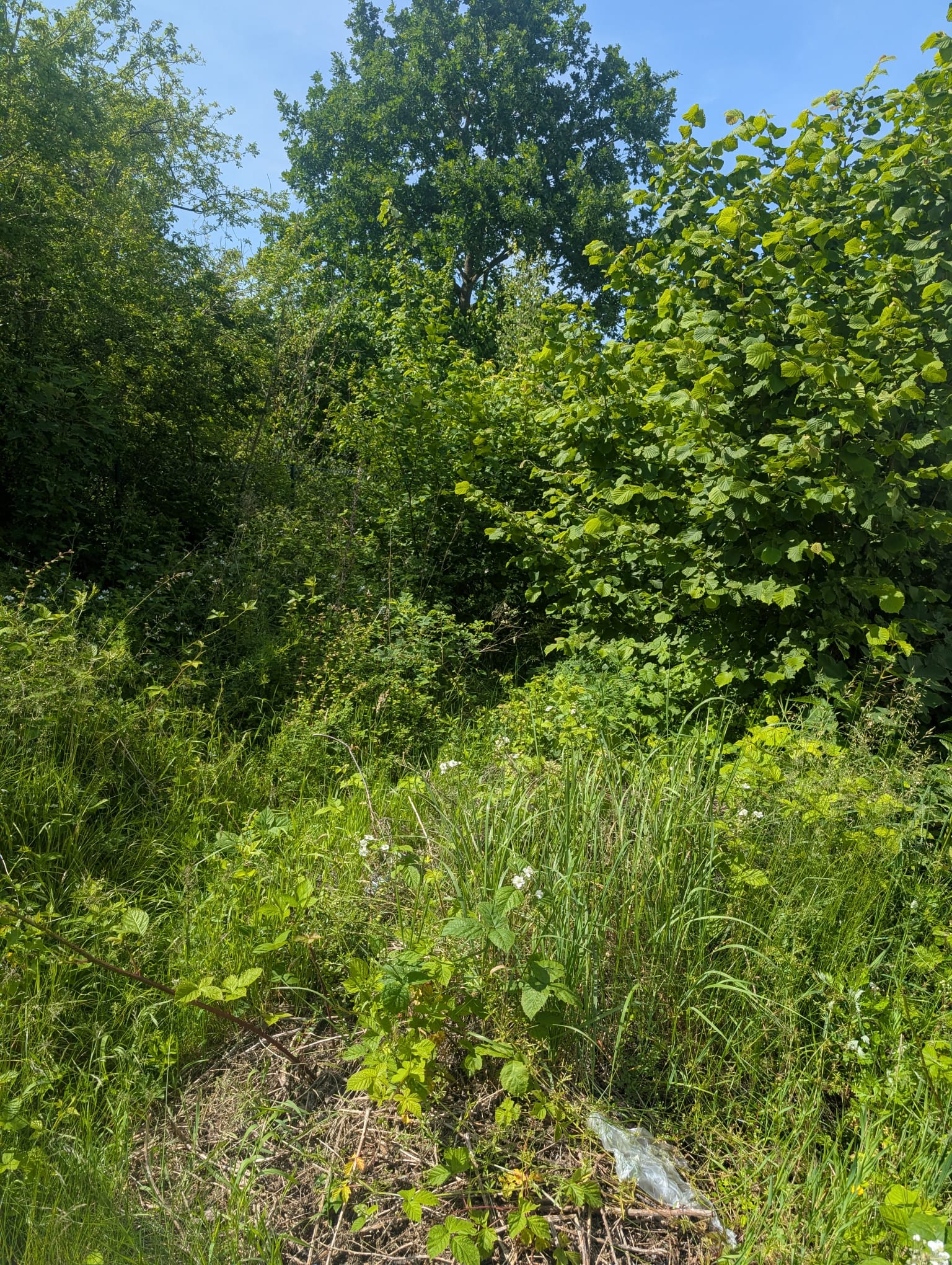 Rewilding Firmengelände in Norderstedt