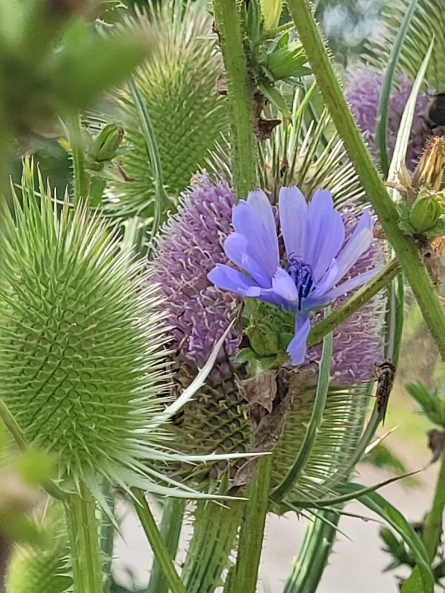 Hortus Pippau